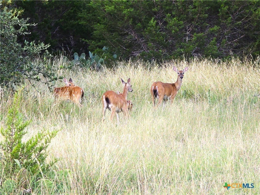 11 acres in Burnet County gallery image 2