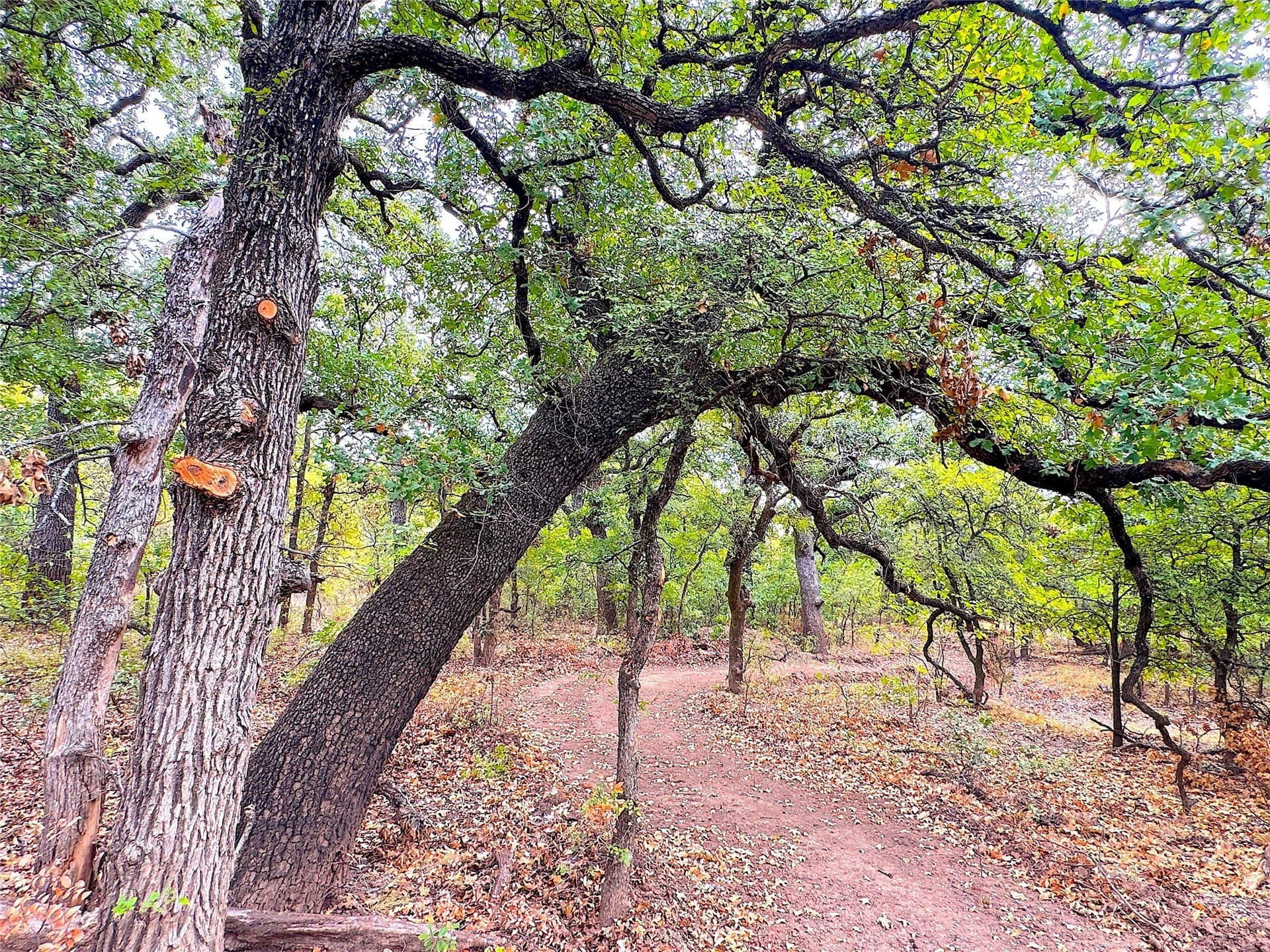157 acres in Jack County - photo 32