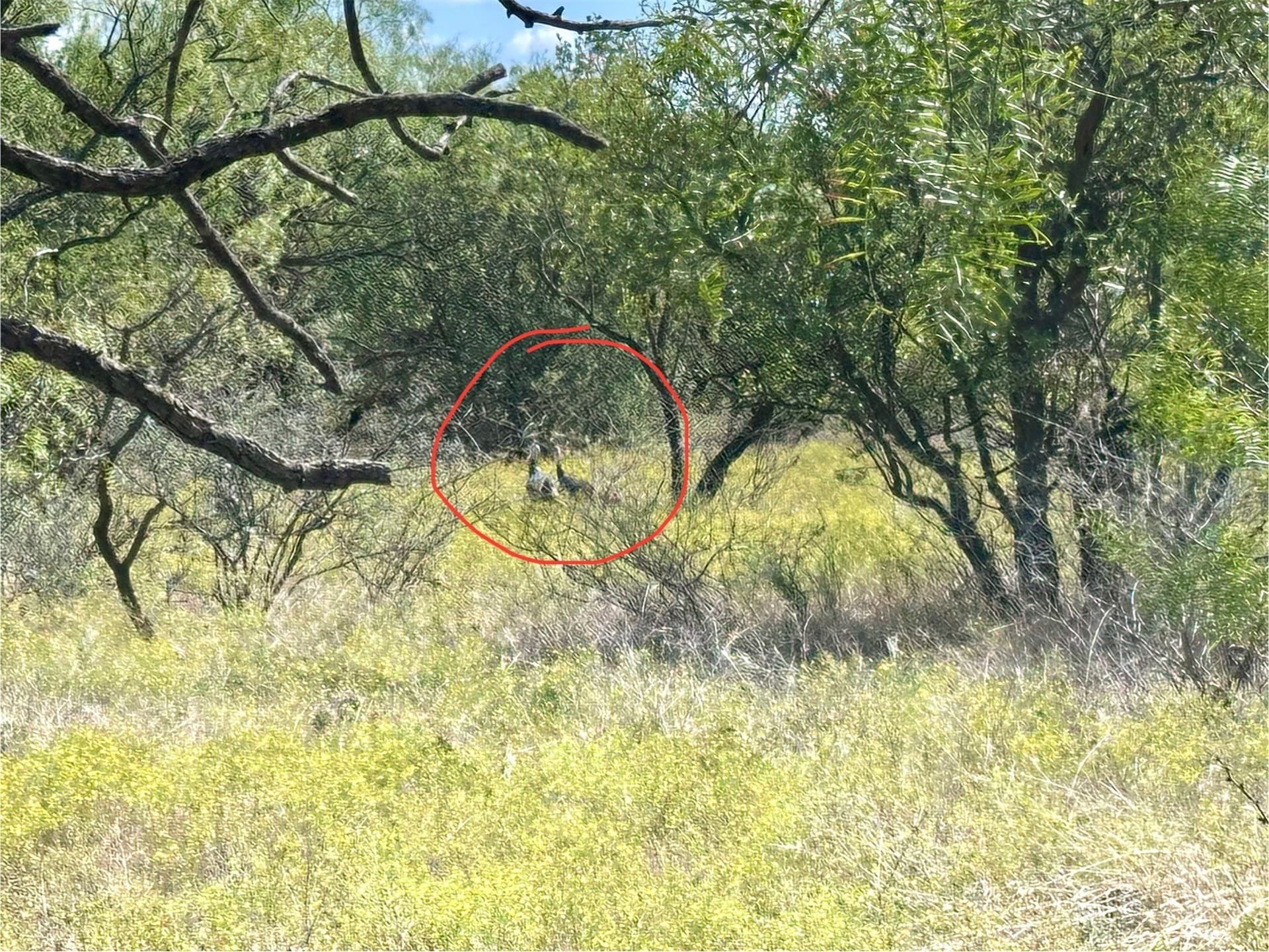27 acres in Callahan County - photo 5