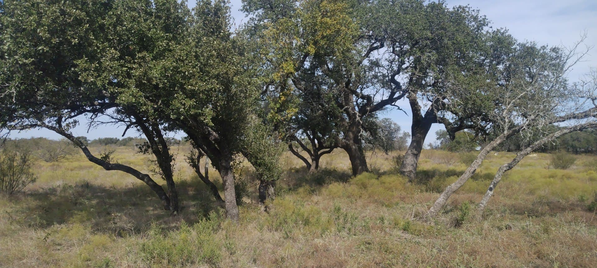 10.01 acres in Comanche County - photo 7