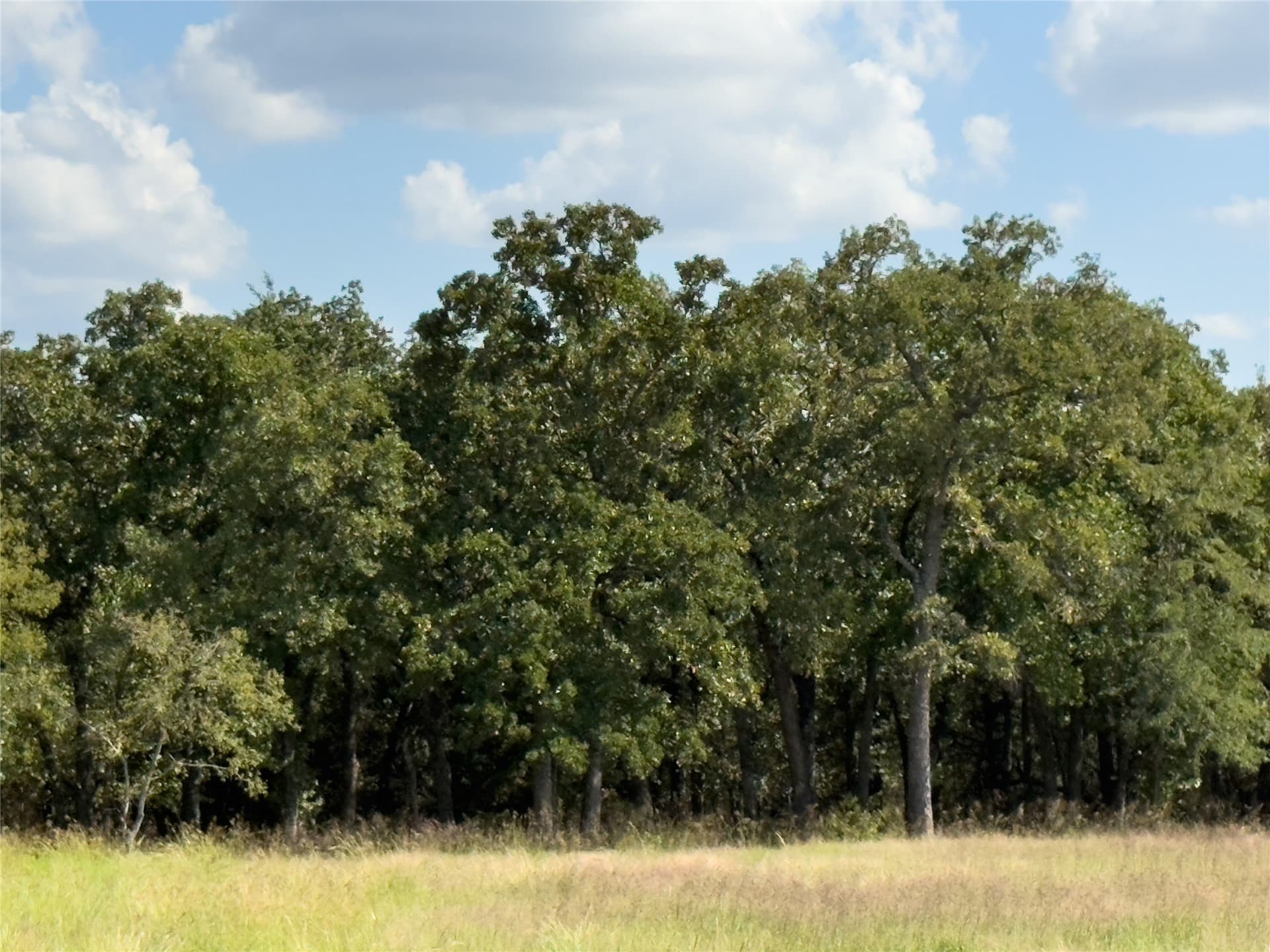 3 acres in Wise County gallery image 3