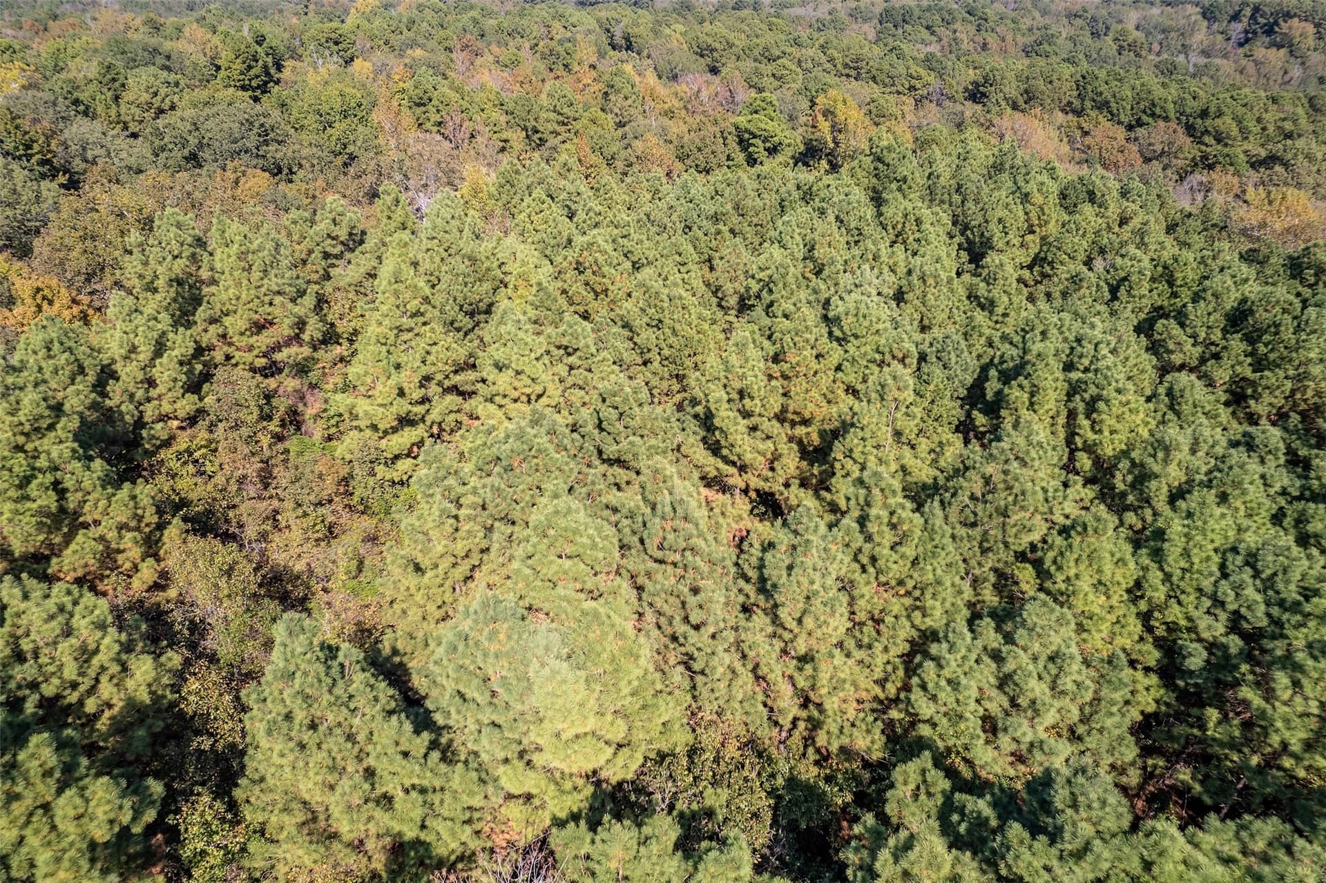 29 acres in Smith County - photo 6