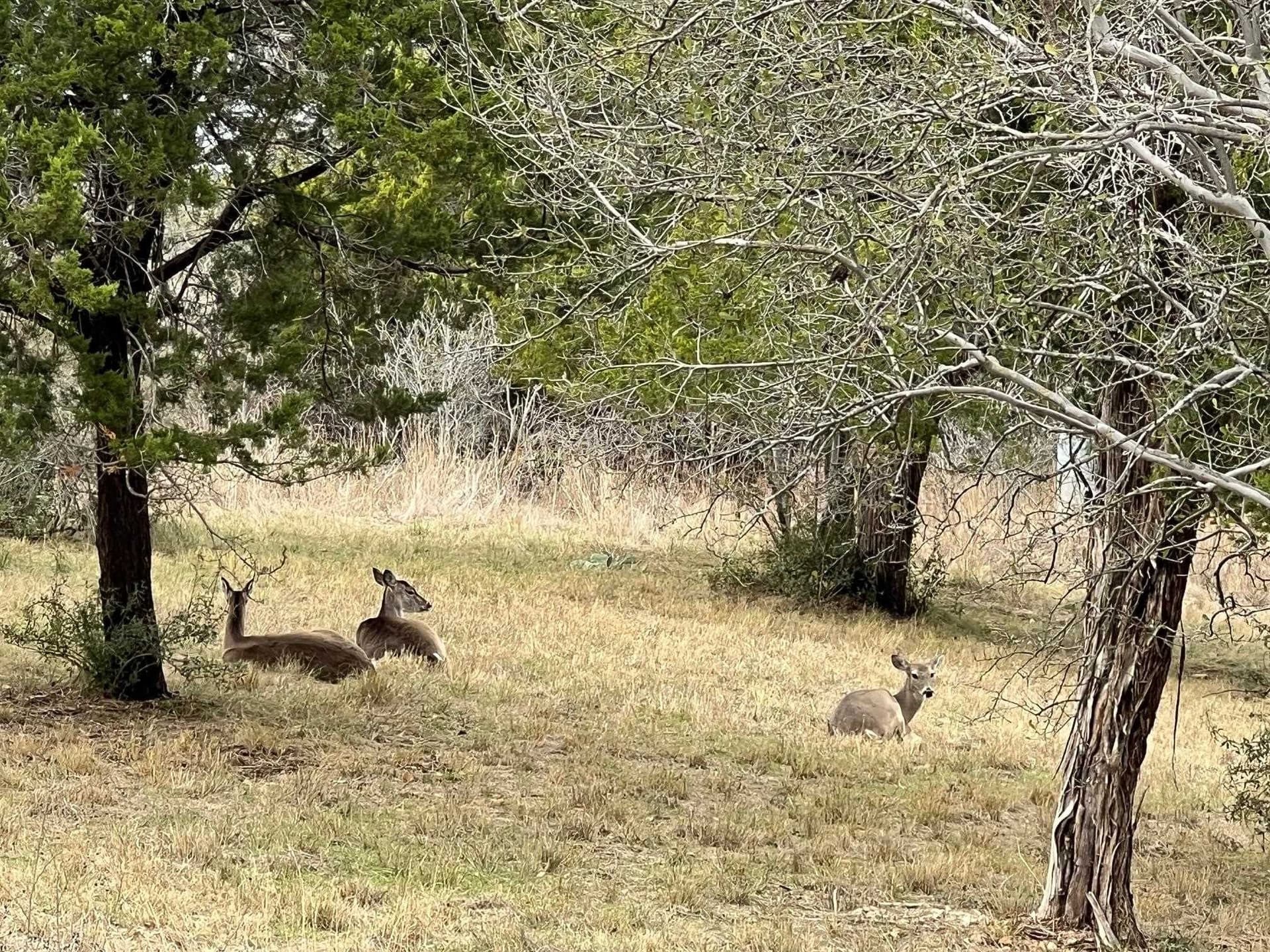 0.32 acres in Llano County gallery image 3