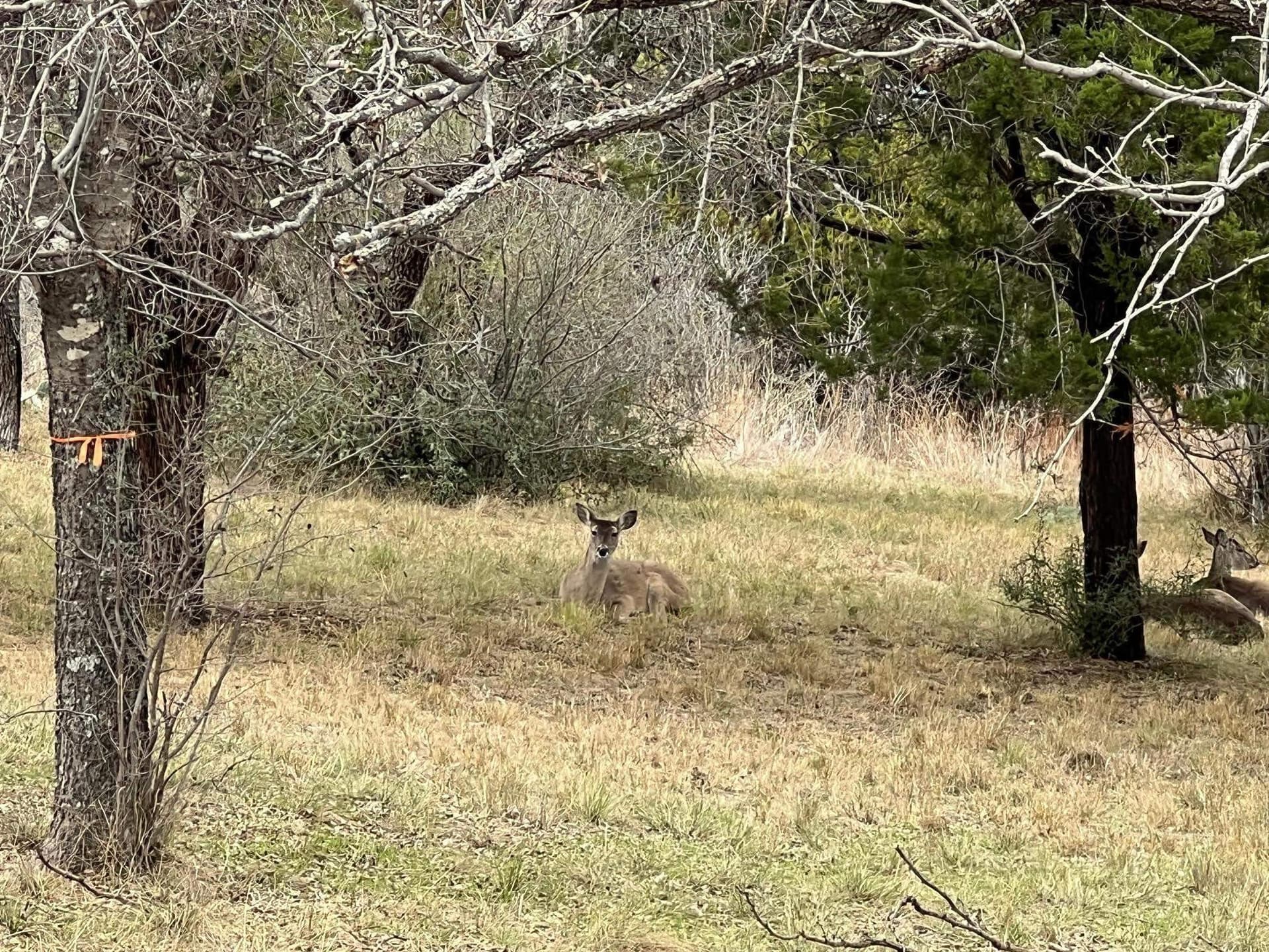 0.32 acres in Llano County gallery image 4