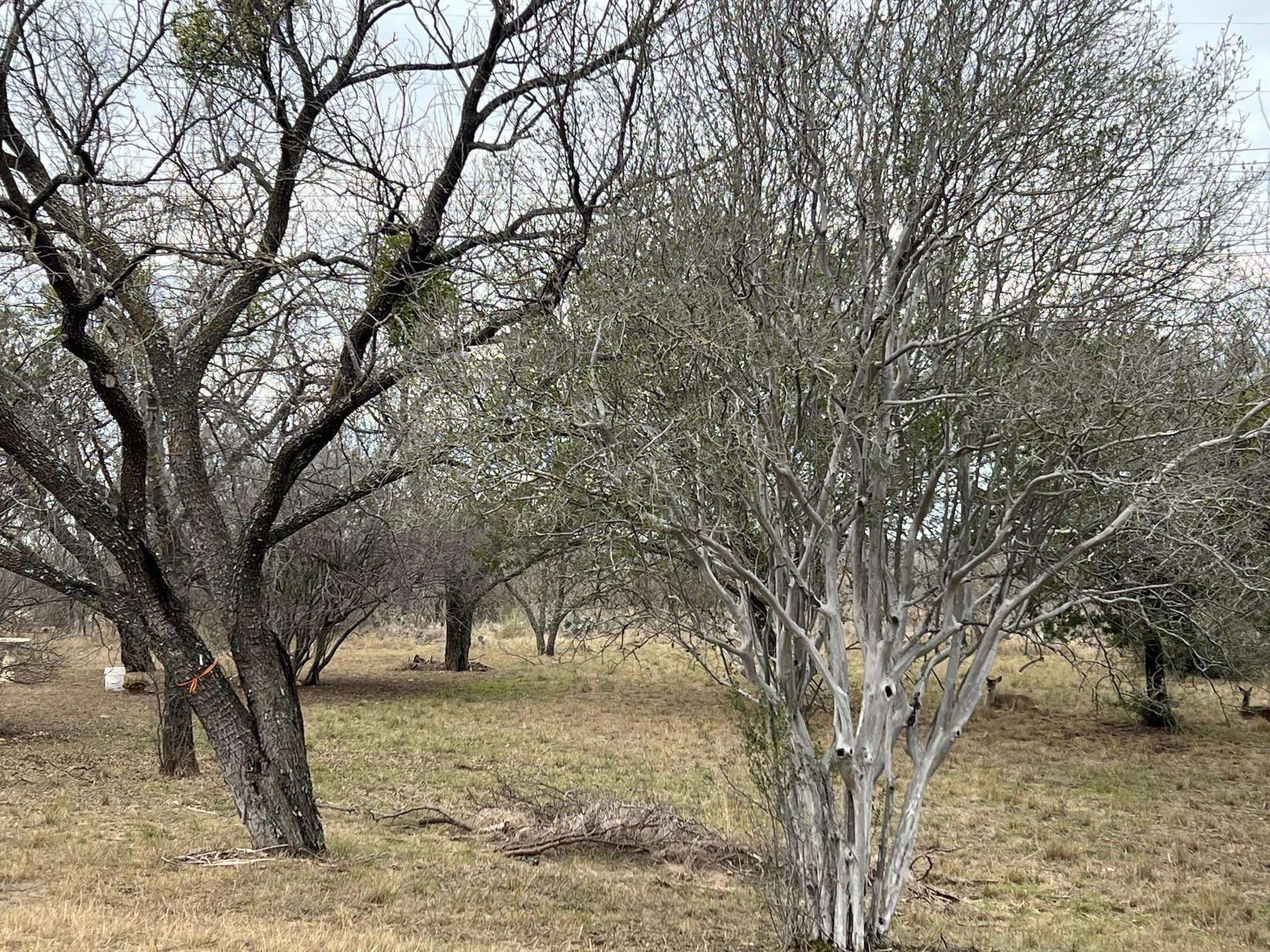 0.32 acres in Llano County - photo 8