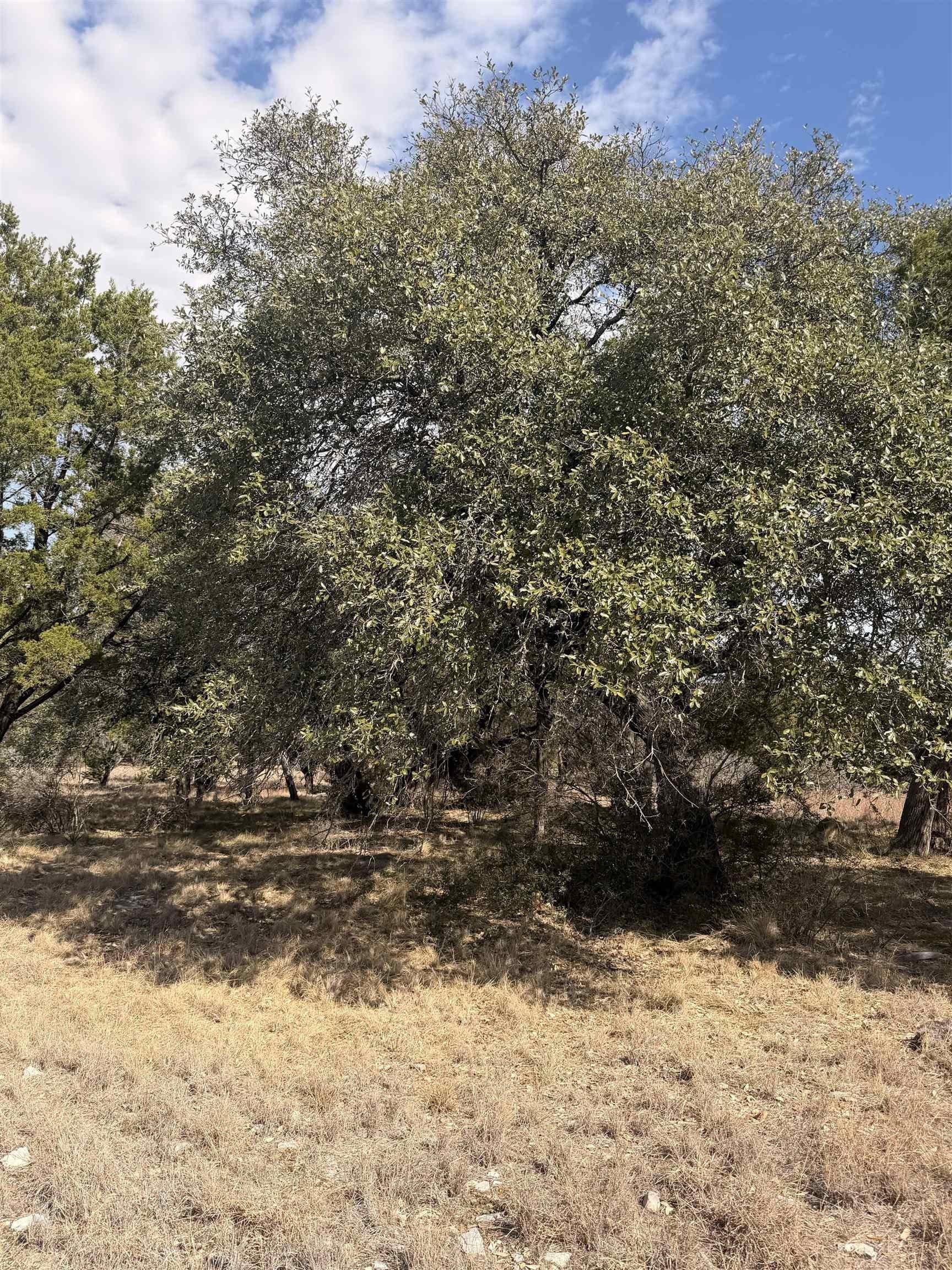 0.25 acres in Llano County gallery image 3