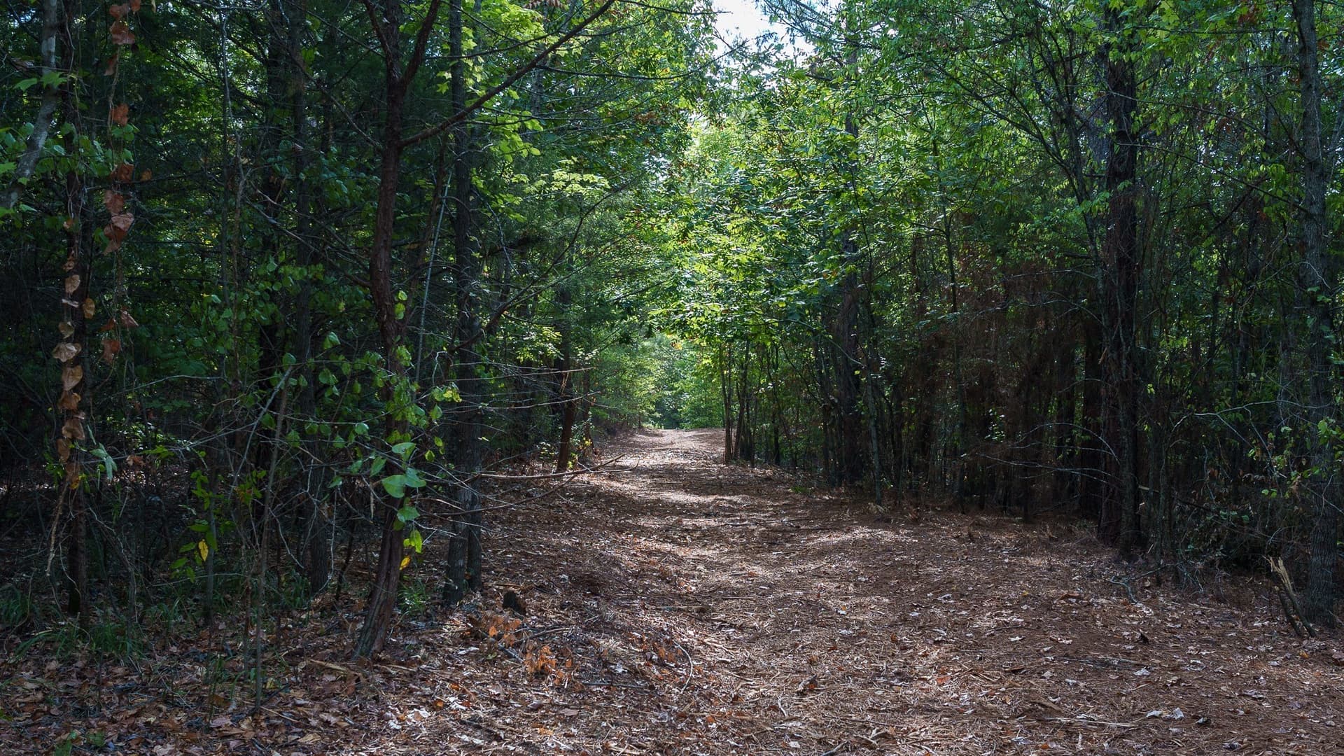 141.79 acres in Smith County - photo 35