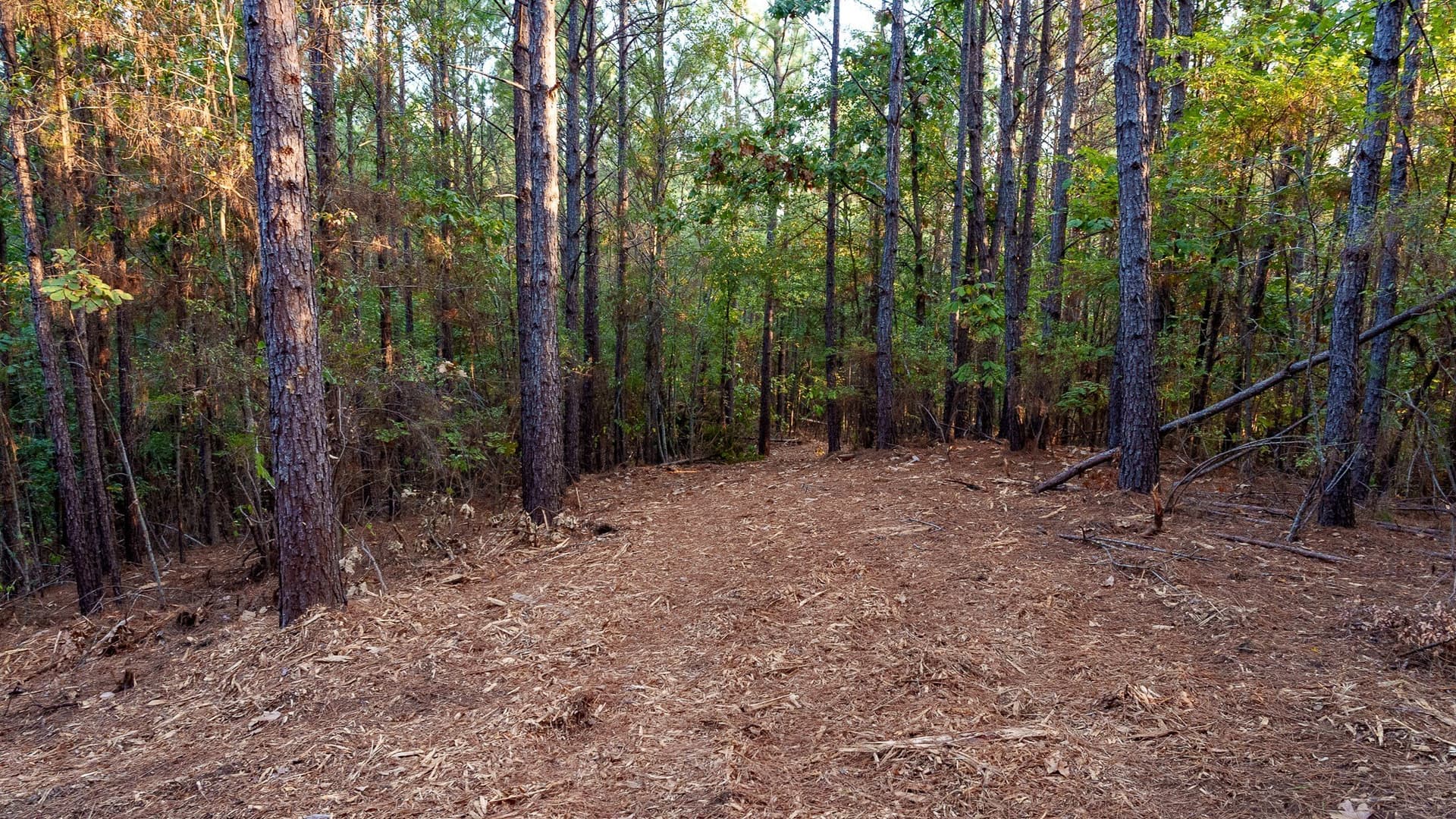 141.79 acres in Smith County - photo 17