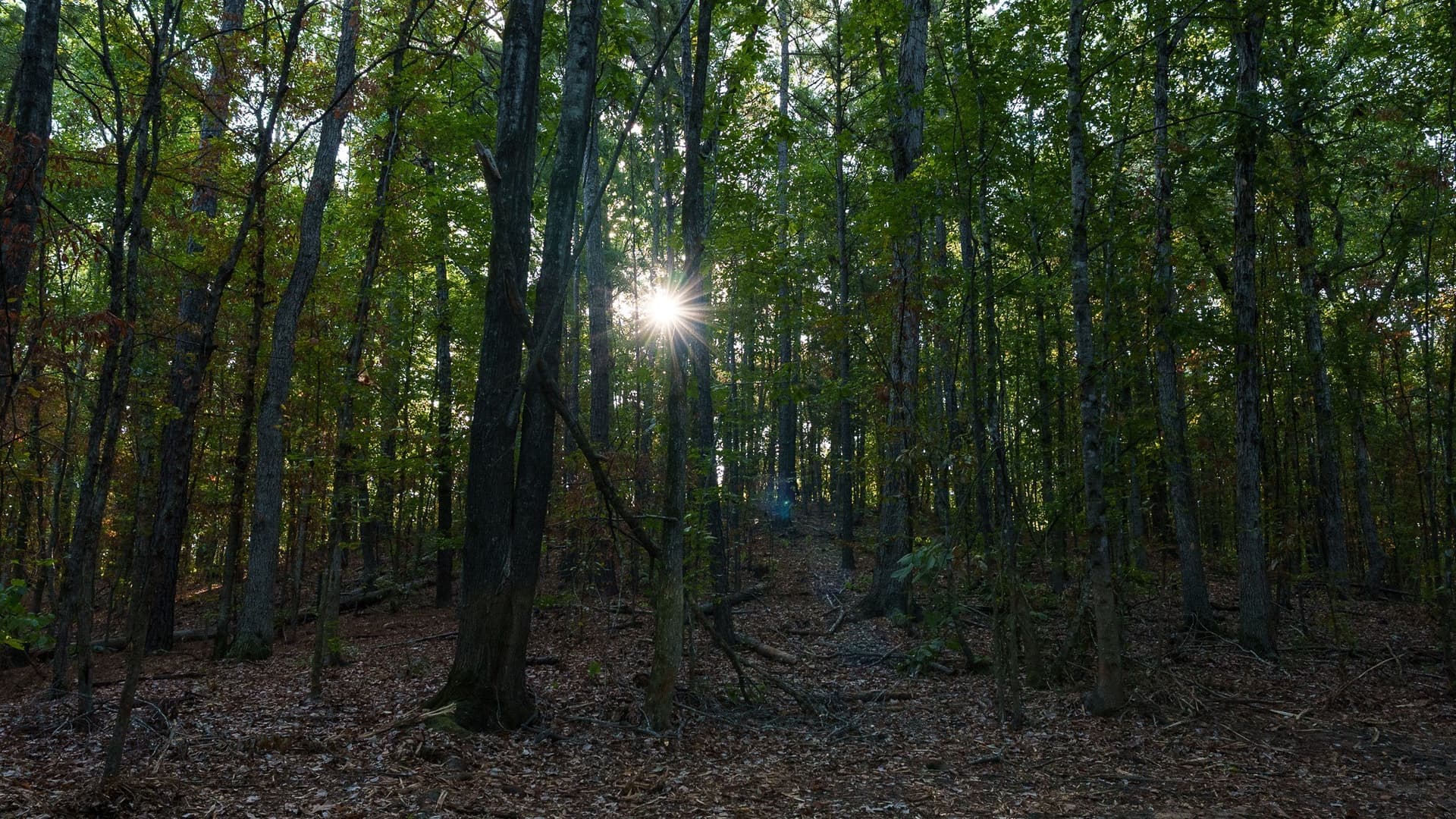 141.79 acres in Smith County - photo 26