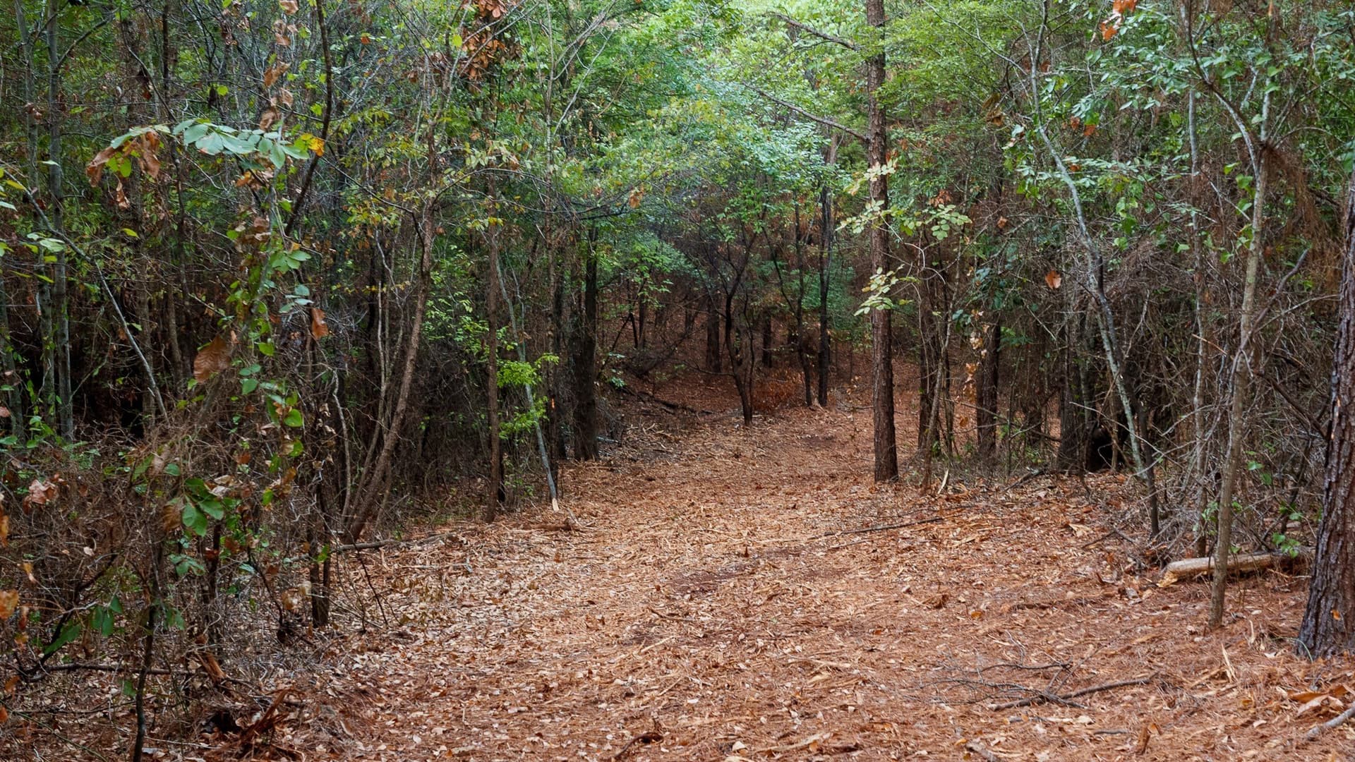 141.79 acres in Smith County - photo 8