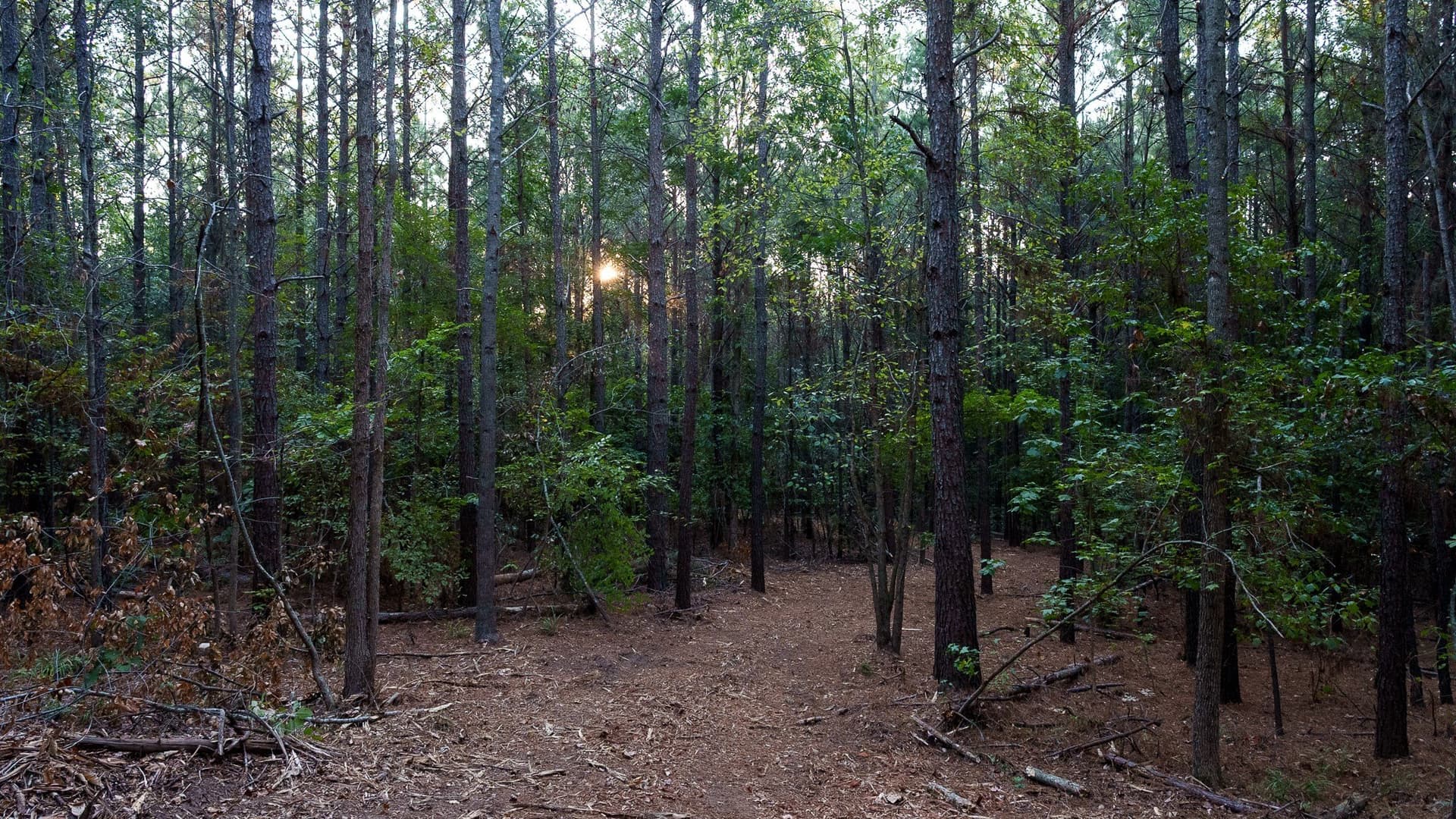 141.79 acres in Smith County - photo 11
