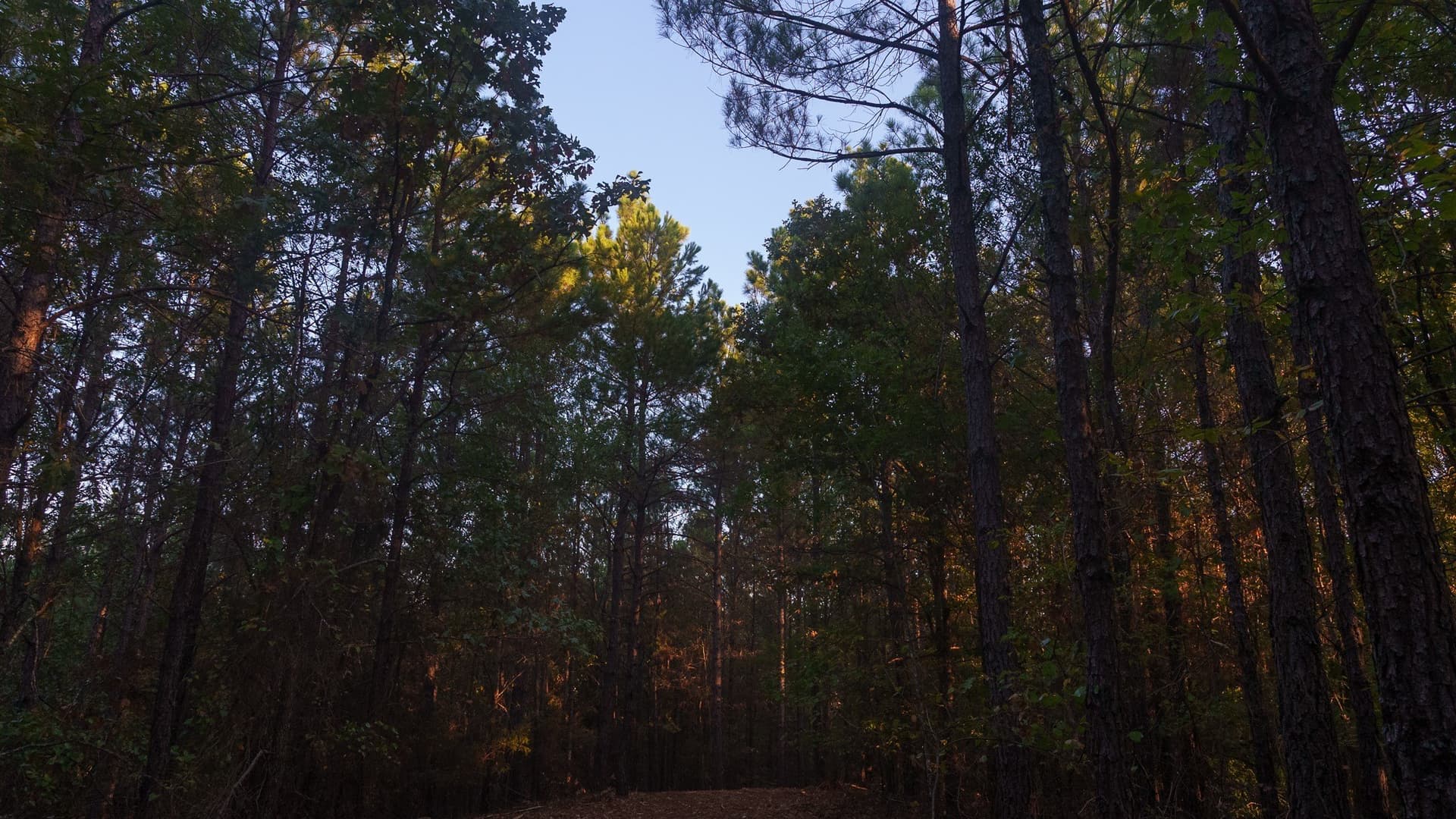 141.79 acres in Smith County - photo 15