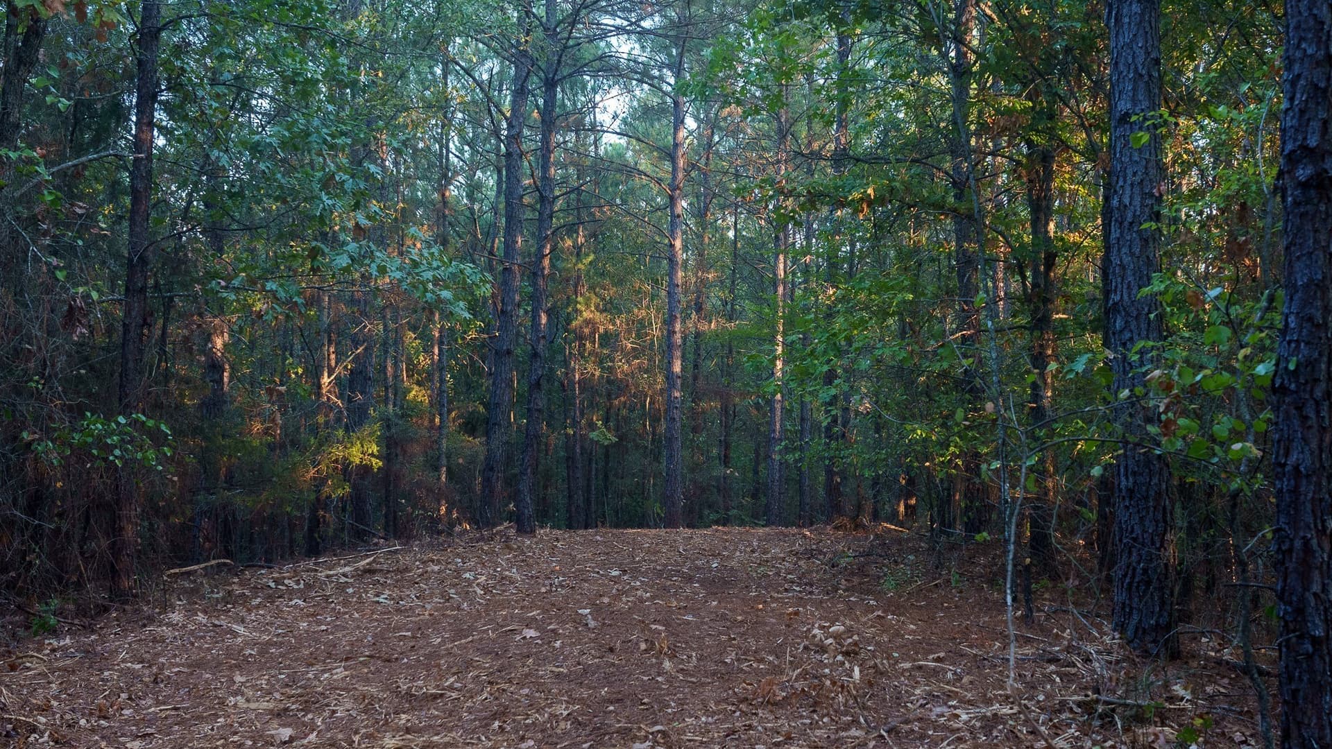 141.79 acres in Smith County - photo 14