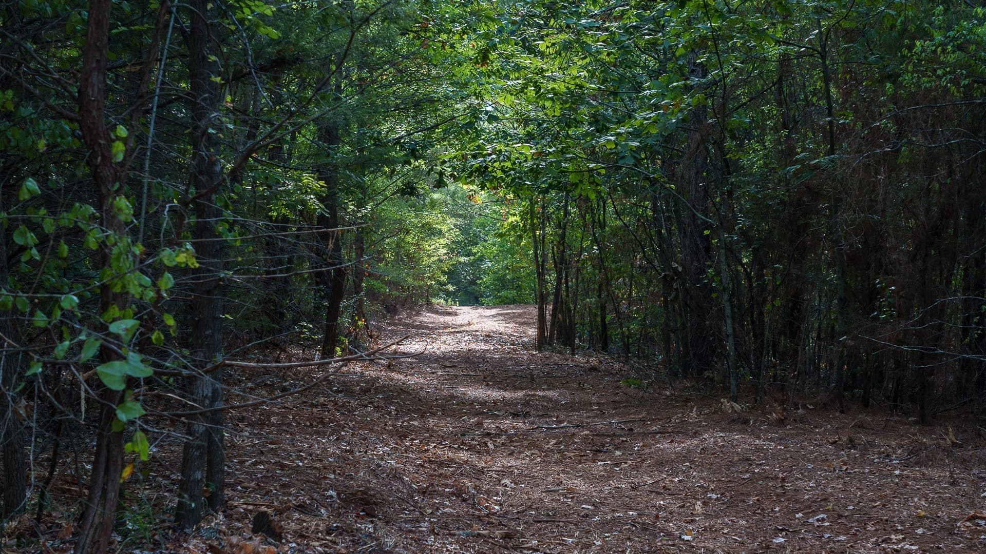 141.79 acres in Smith County - photo 36