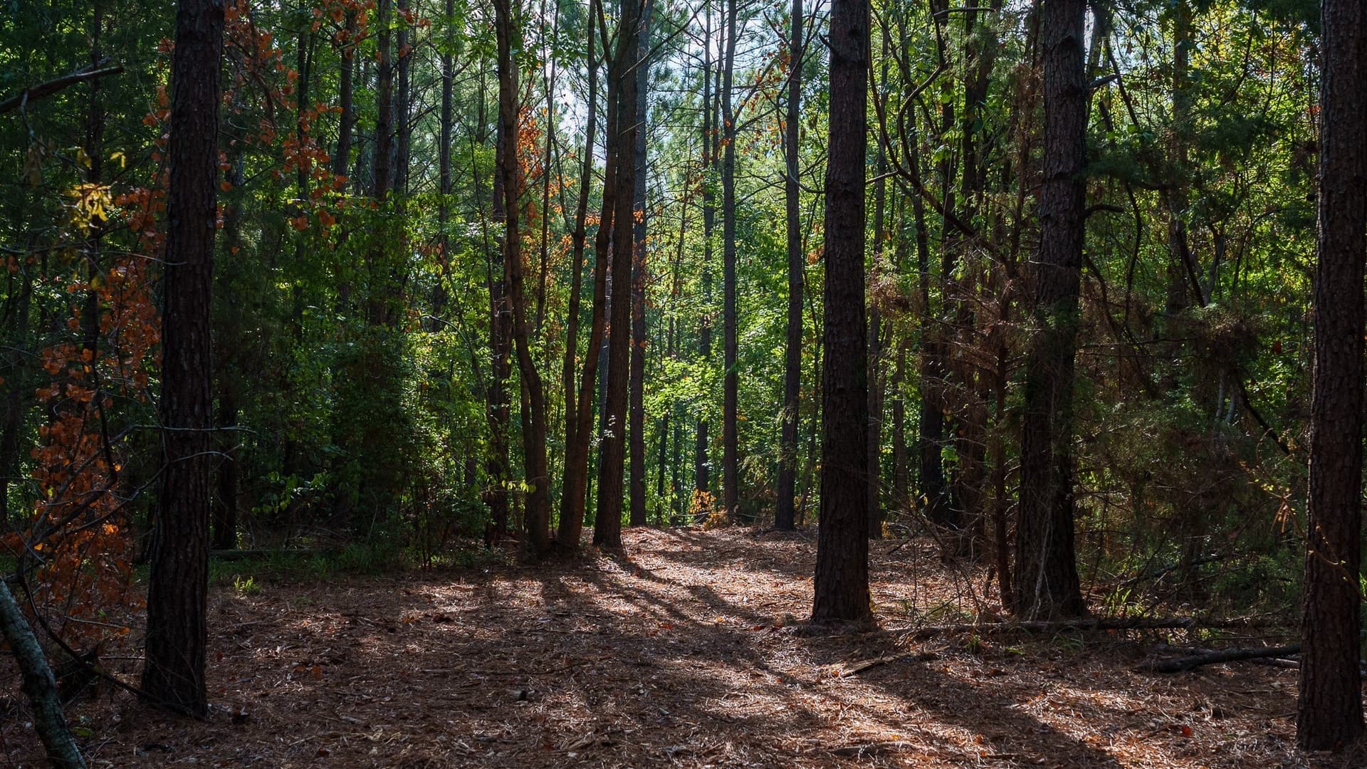 141.79 acres in Smith County - photo 31