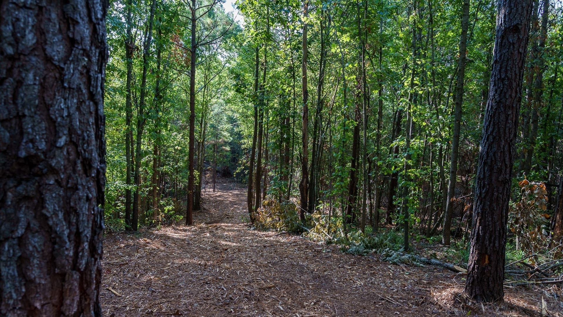 141.79 acres in Smith County - photo 32
