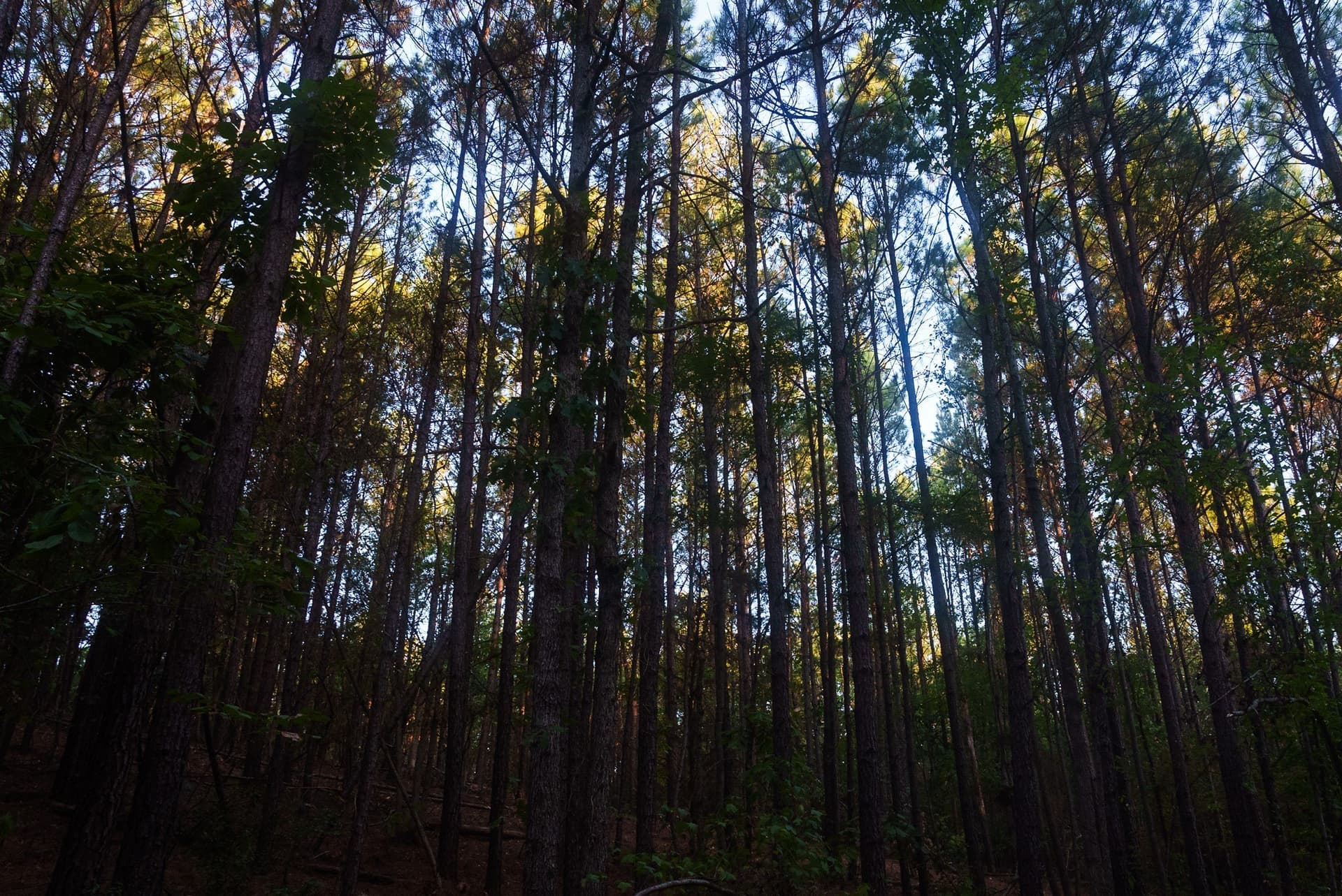 141.79 acres in Smith County - photo 10