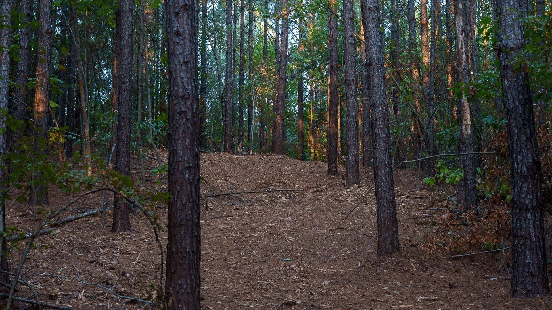 141.79 acres in Smith County - photo 13
