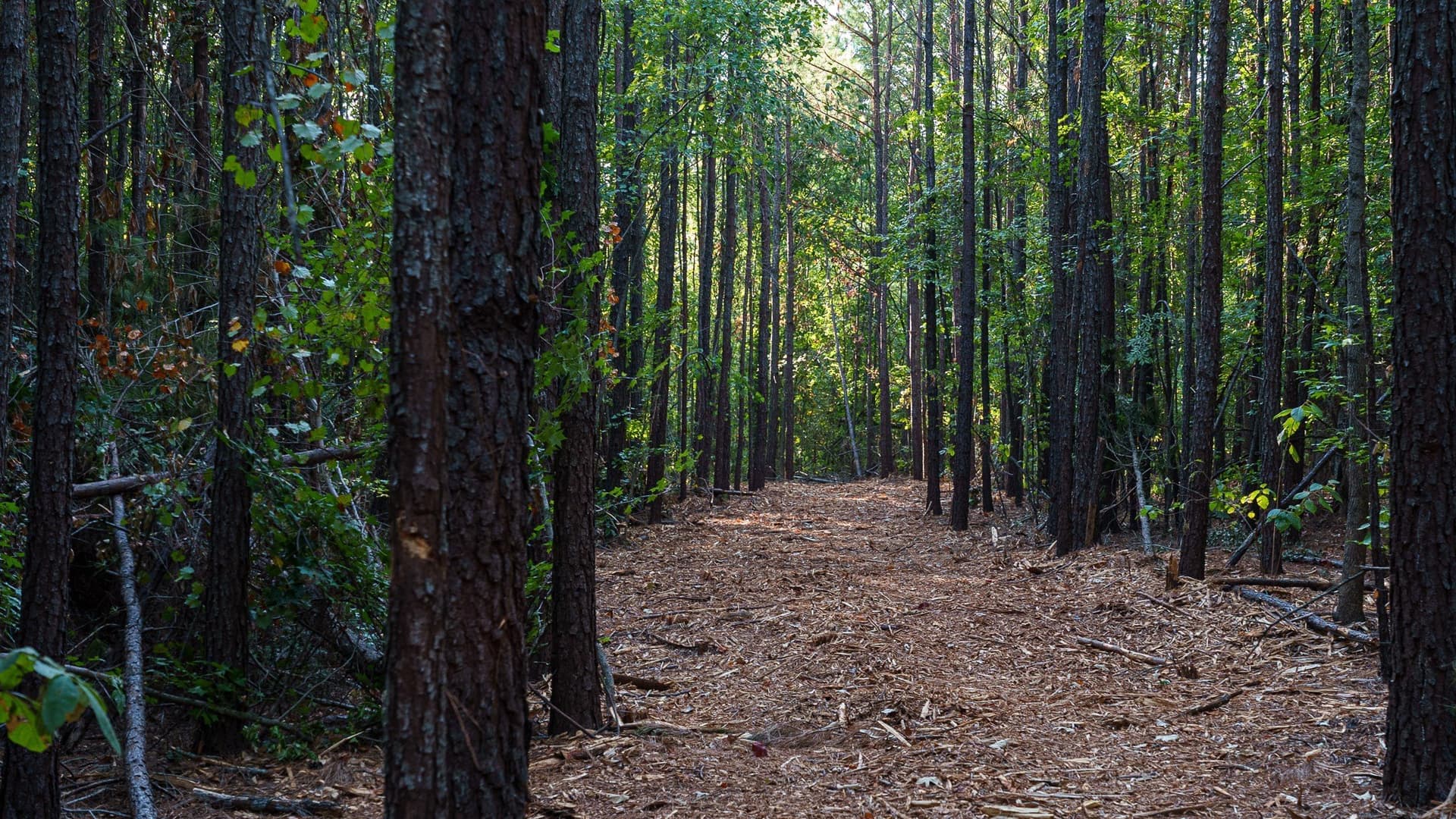 141.79 acres in Smith County - photo 24