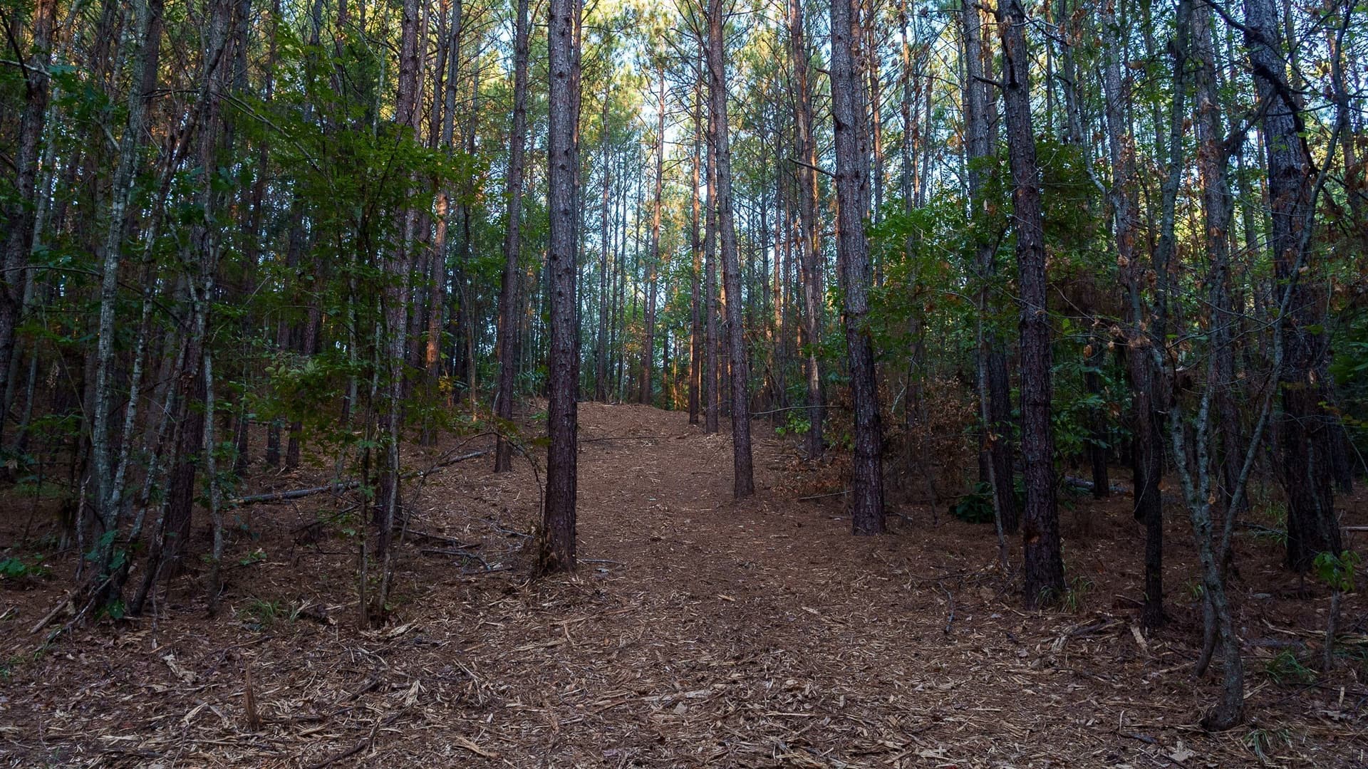 141.79 acres in Smith County - photo 12