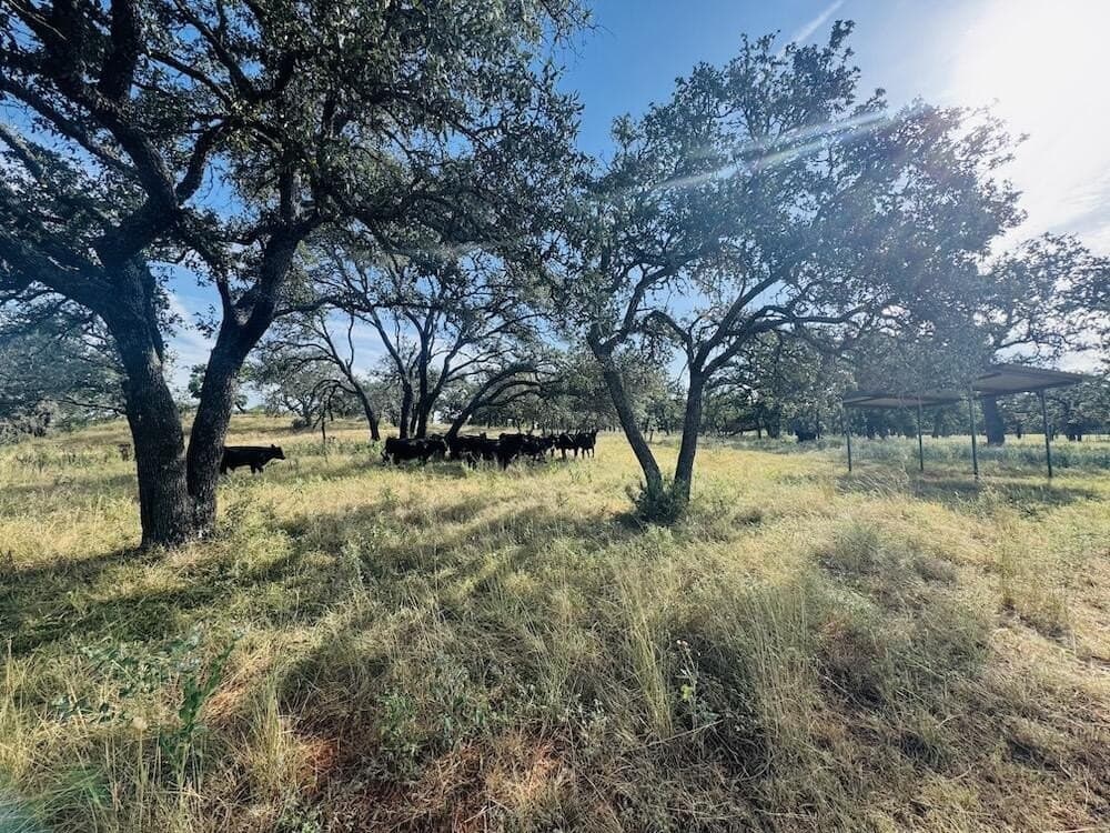 55 acres in Gillespie County - photo 13