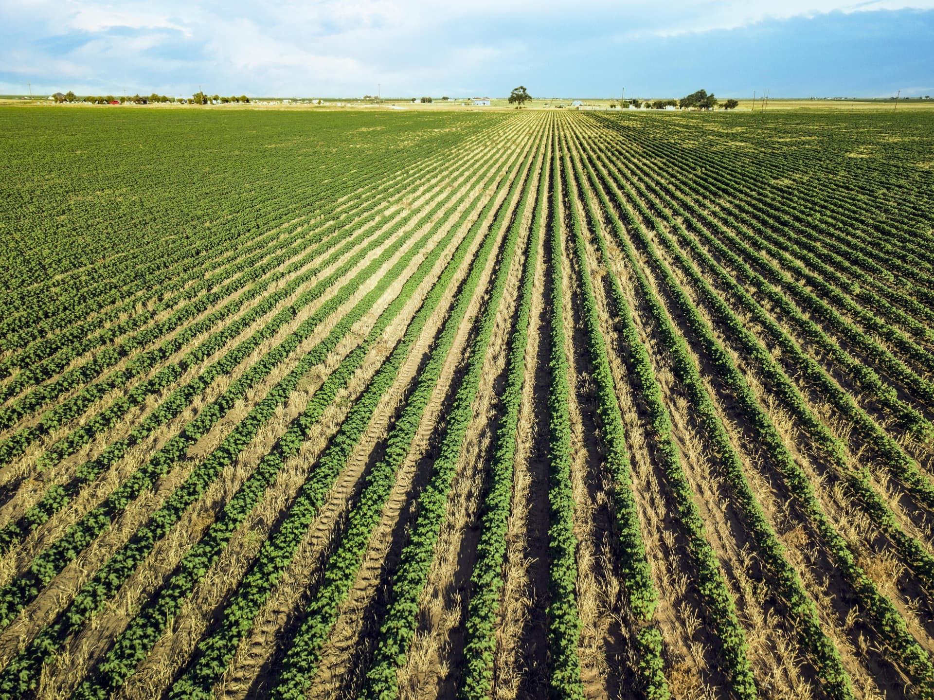 172.03 acres in Hockley County featured view