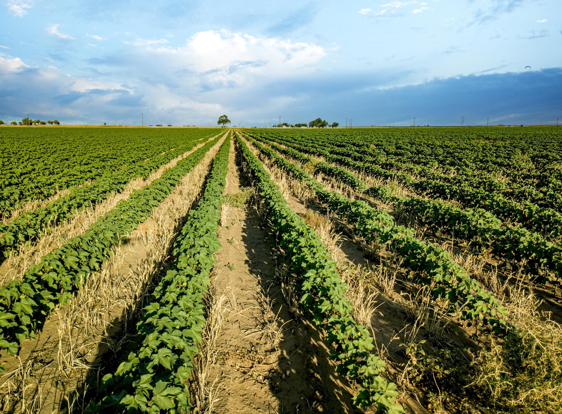 172.03 acres in Hockley County gallery image 2