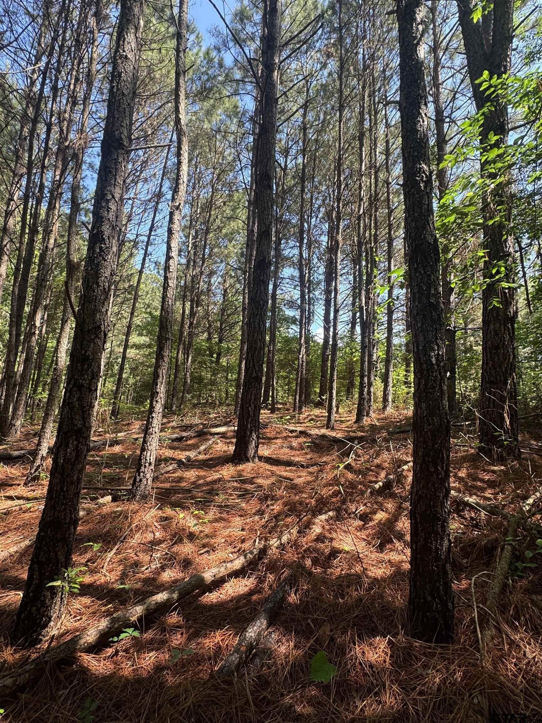 10.5 acres in Cherokee County - photo 8