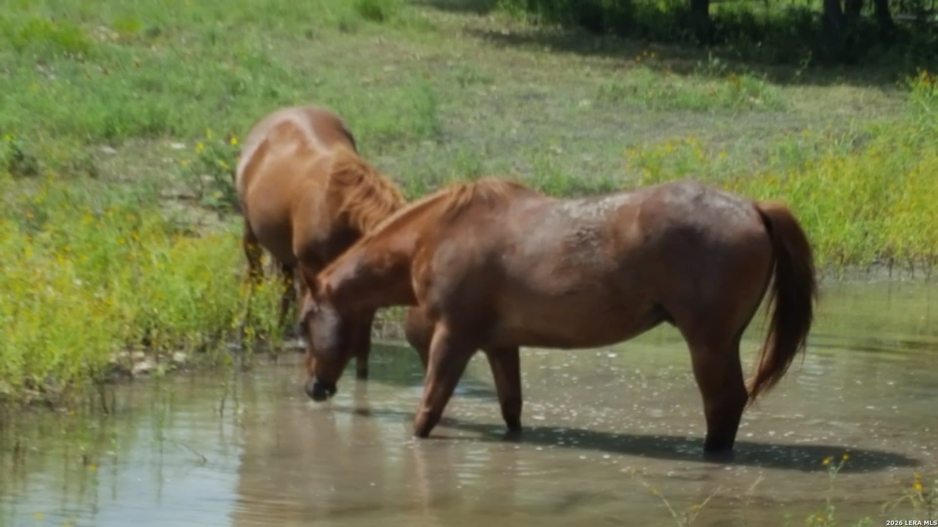 3 acres in Comal County gallery image 3