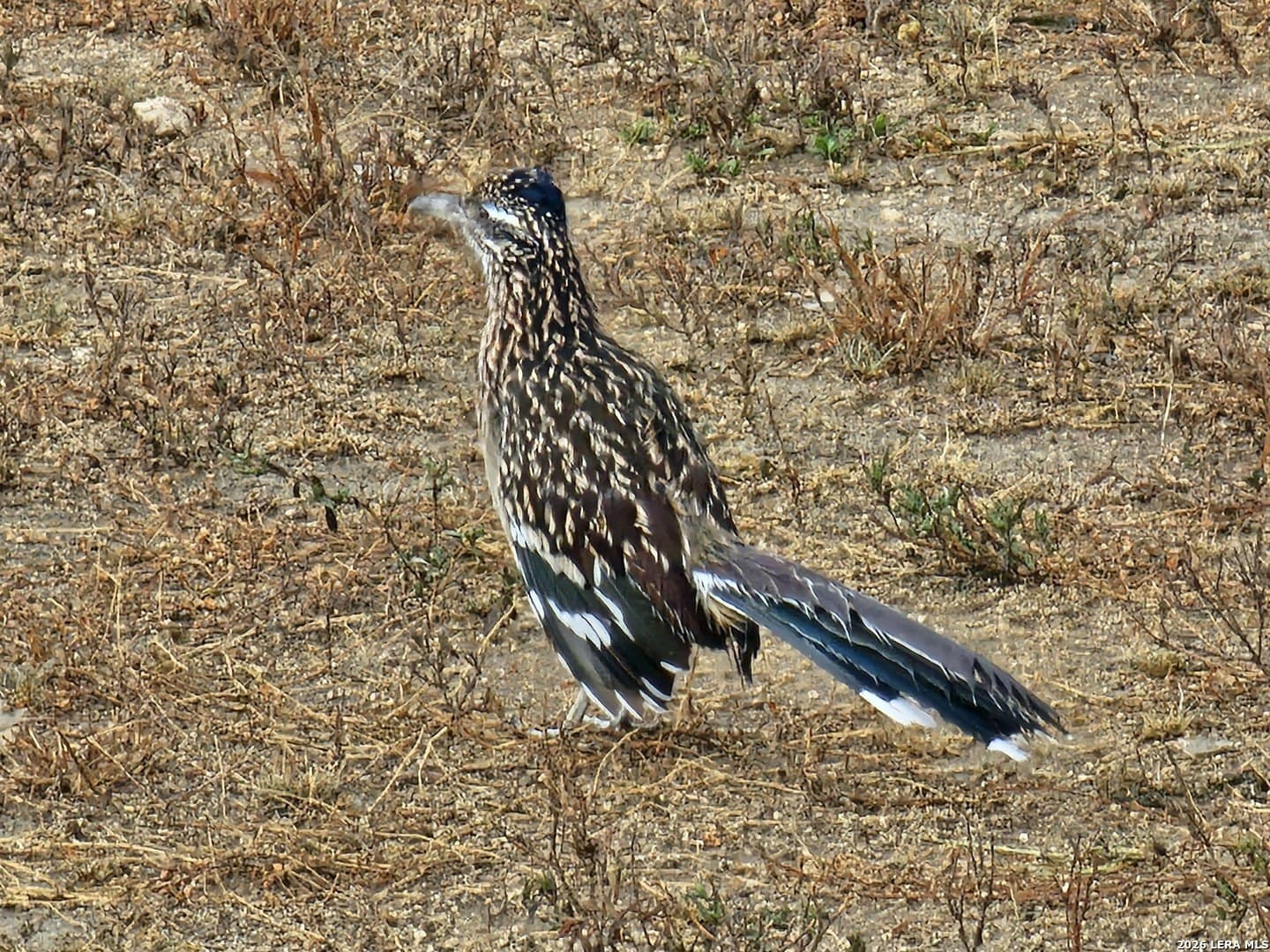 3 acres in Comal County gallery image 4