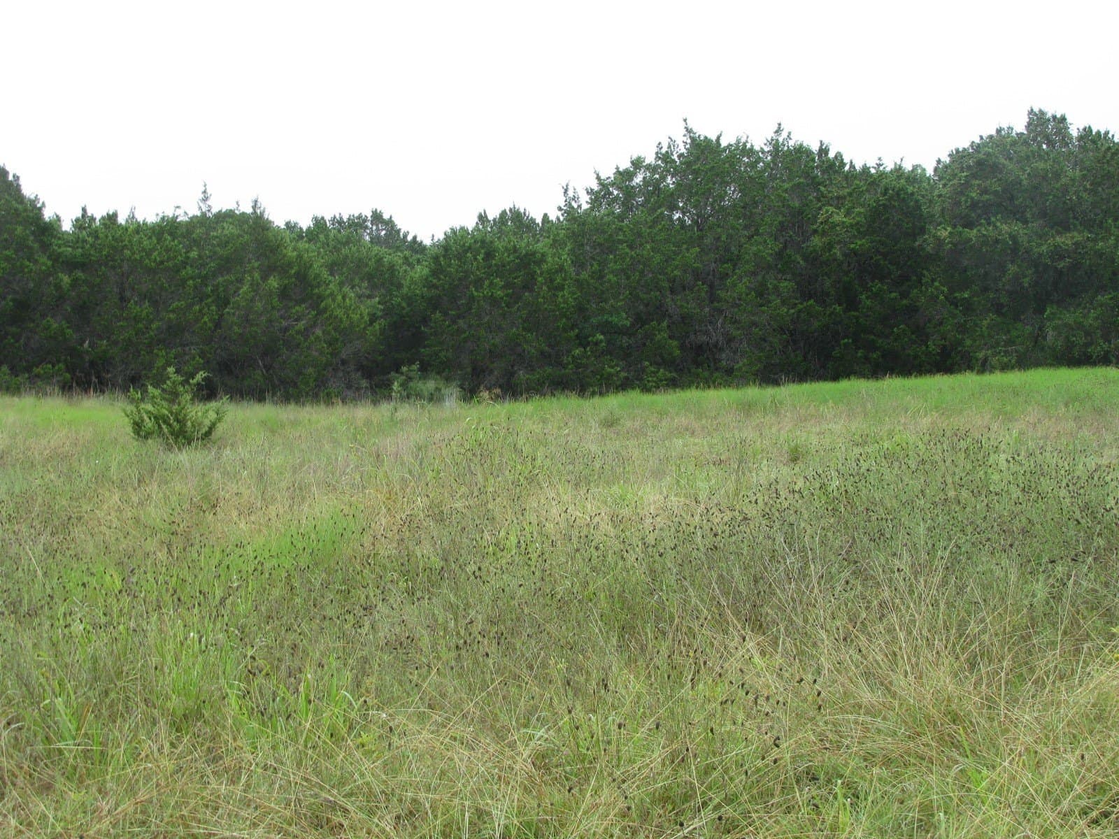 129.81 acres in Coryell County - photo 24