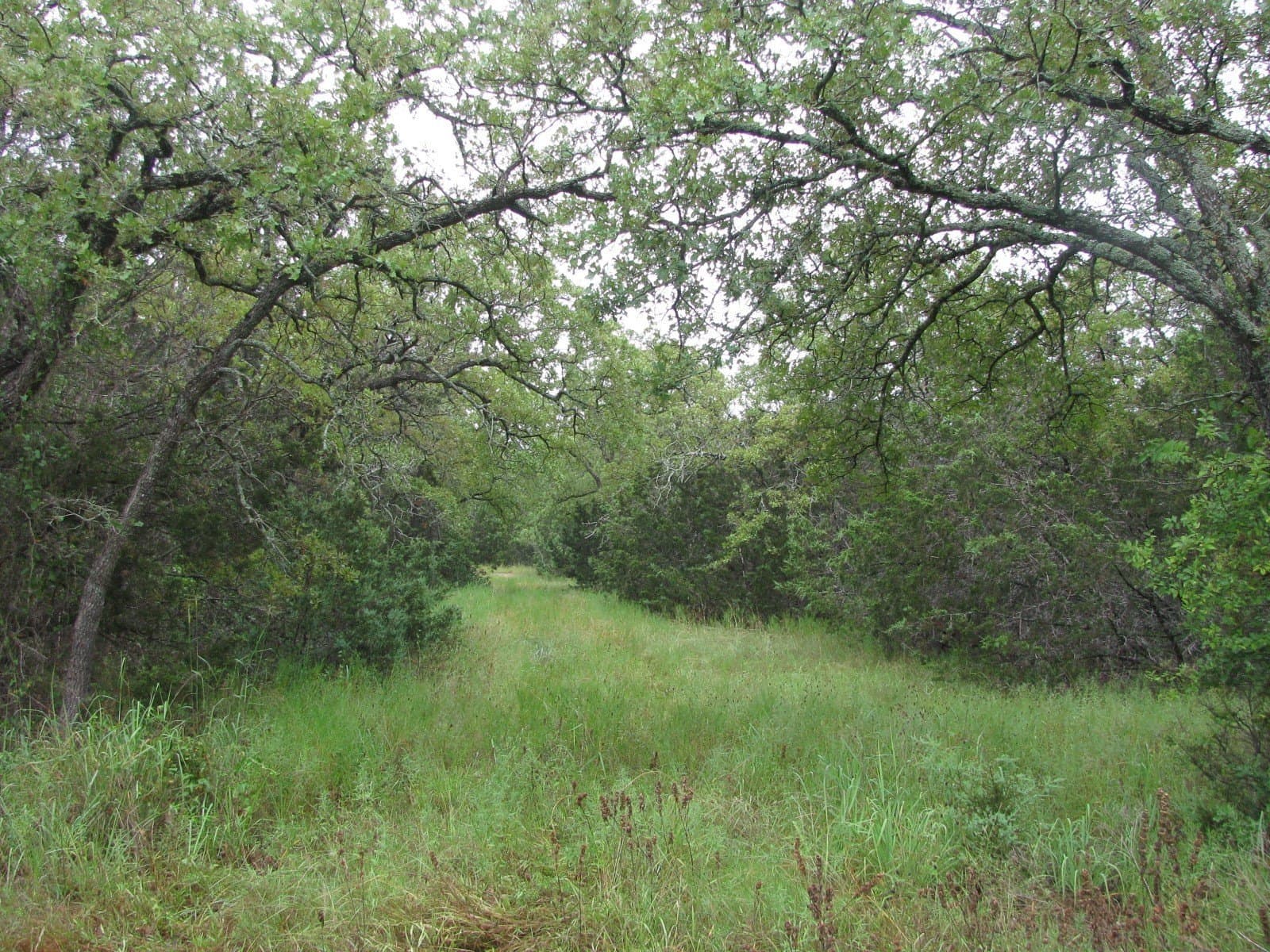 129.81 acres in Coryell County - photo 20