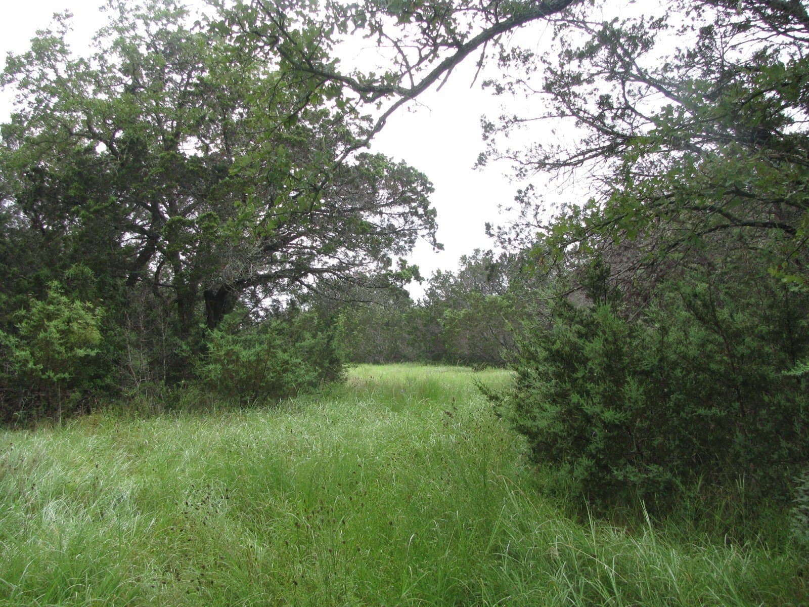 129.81 acres in Coryell County - photo 7