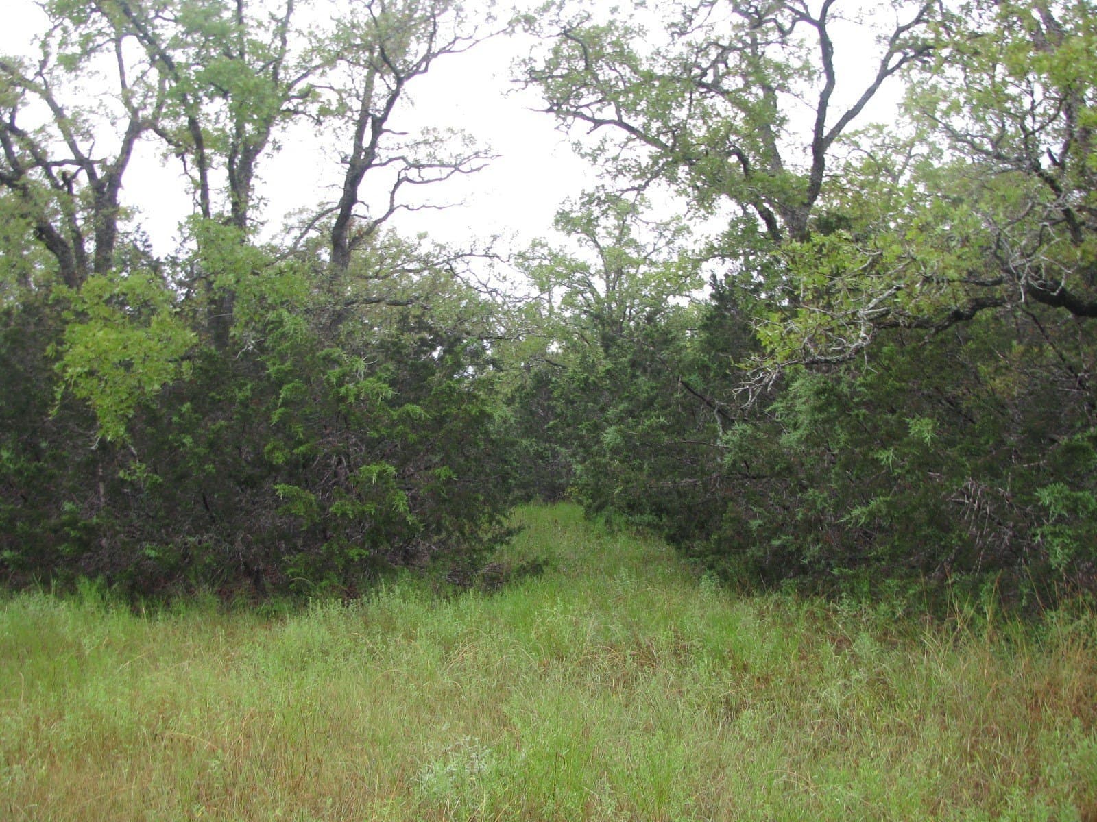 129.81 acres in Coryell County - photo 12
