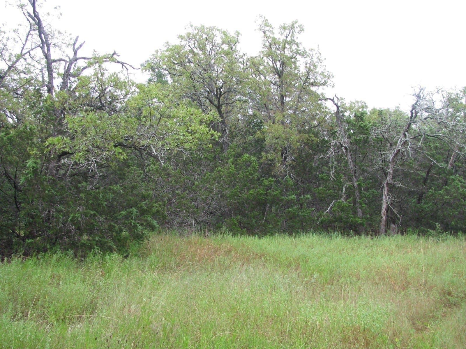 129.81 acres in Coryell County - photo 32