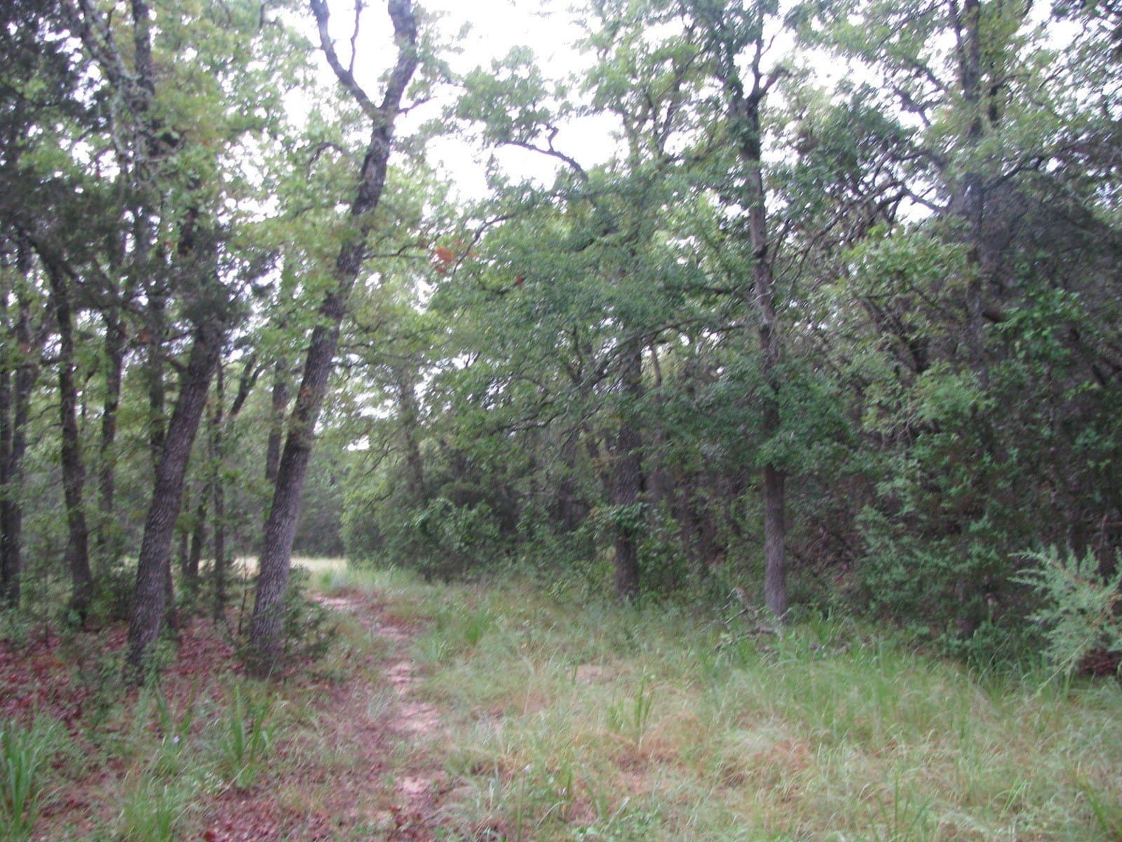 129.81 acres in Coryell County - photo 10