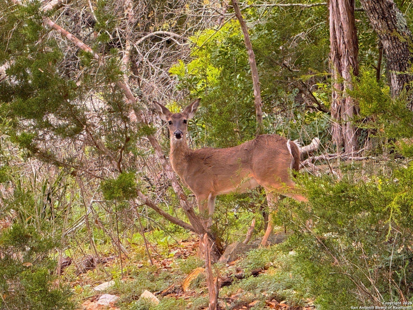 6.61 acres in Comal County - photo 8