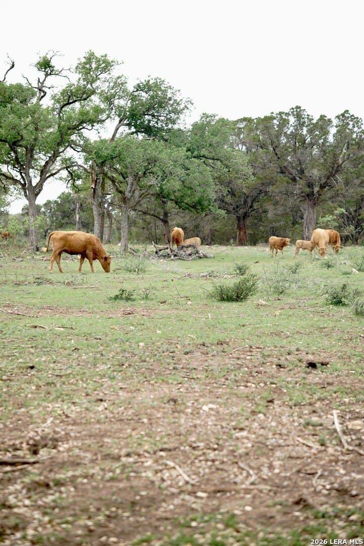 142 acres in Comal County - photo 4