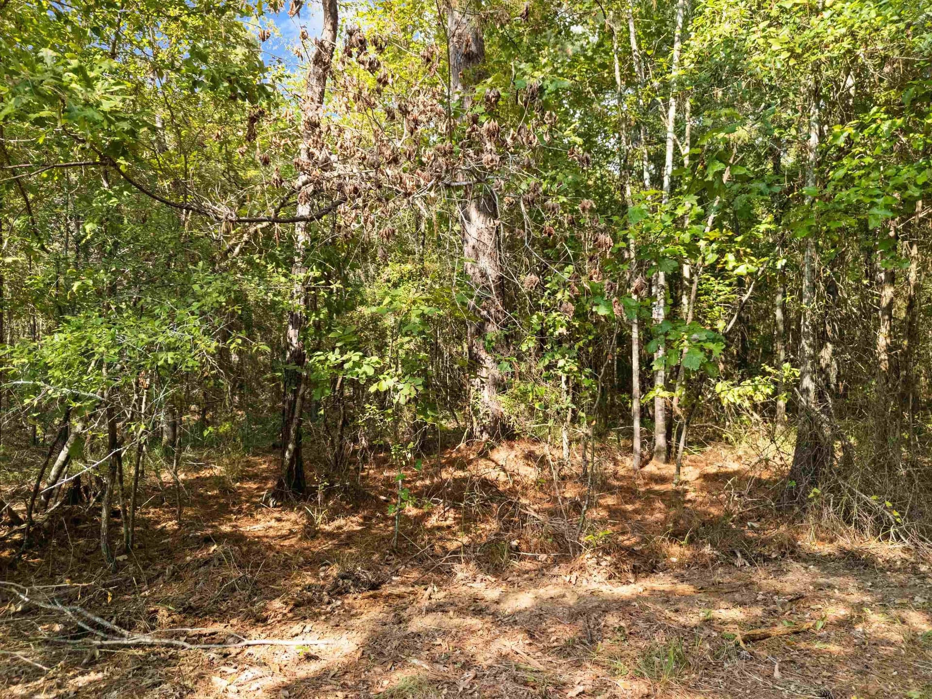 27 acres in Texas County - photo 17