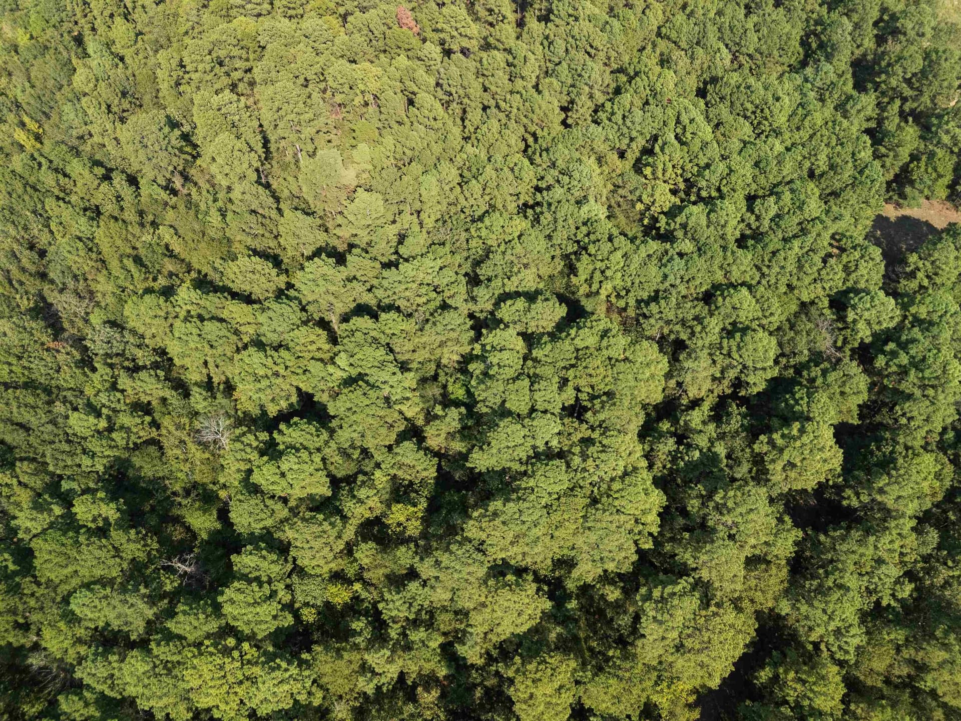 27 acres in Texas County - photo 5