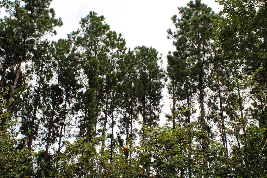 30.27 acres in Texas County gallery image 4