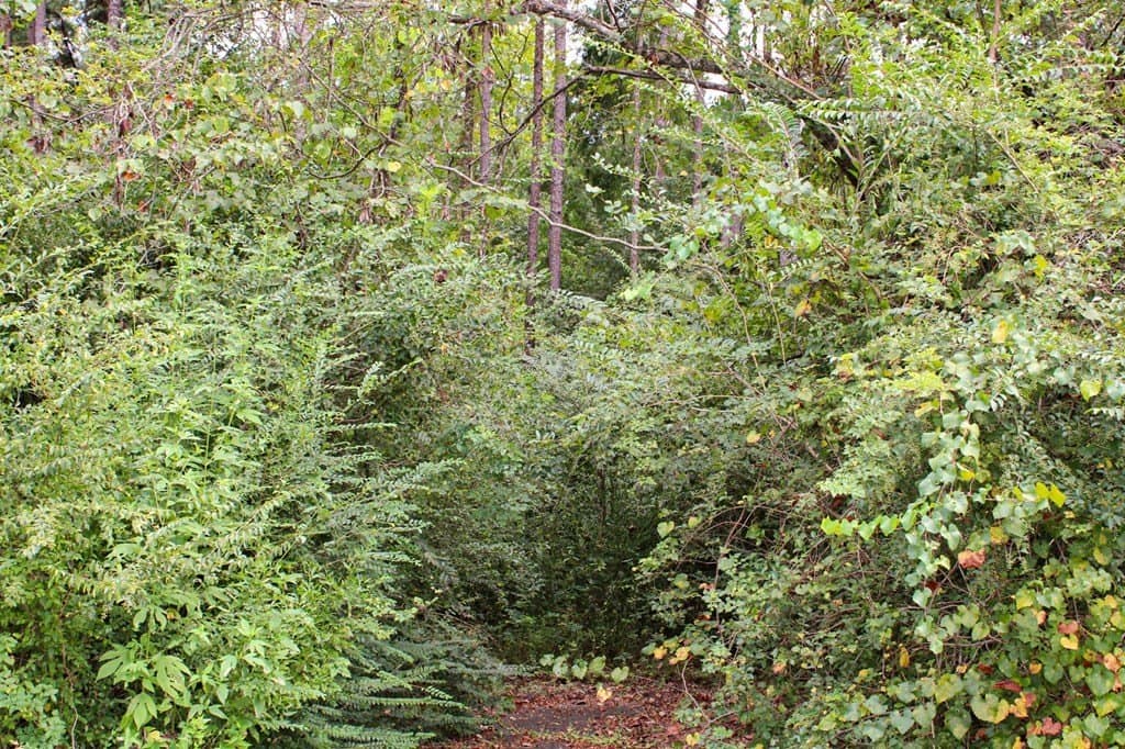 30.27 acres in Texas County featured view