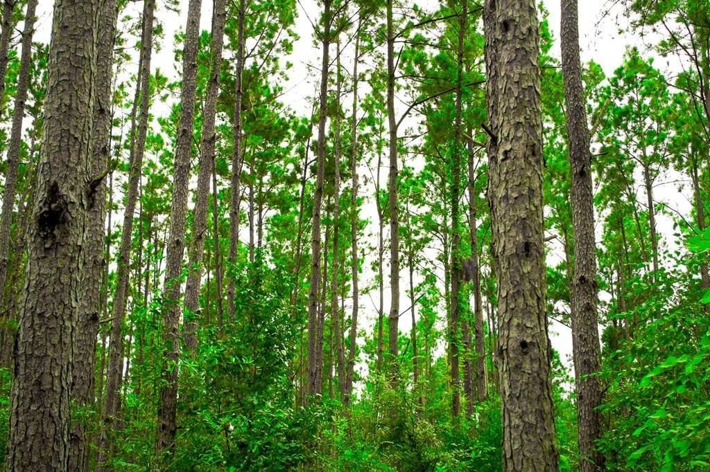 30.27 acres in Texas County gallery image 2