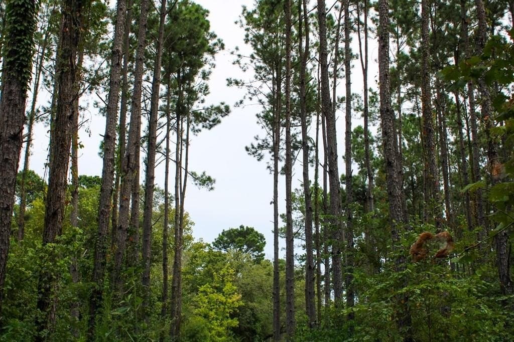 30.27 acres in Texas County