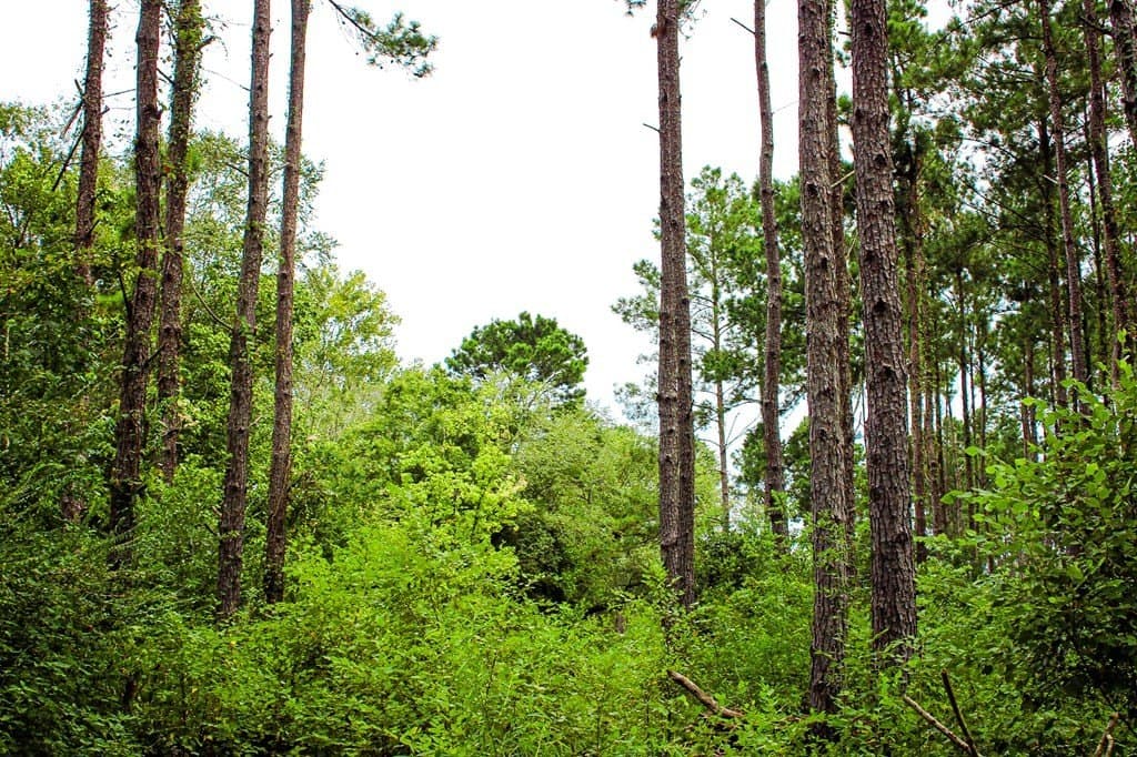 30.27 acres in Texas County gallery image 3