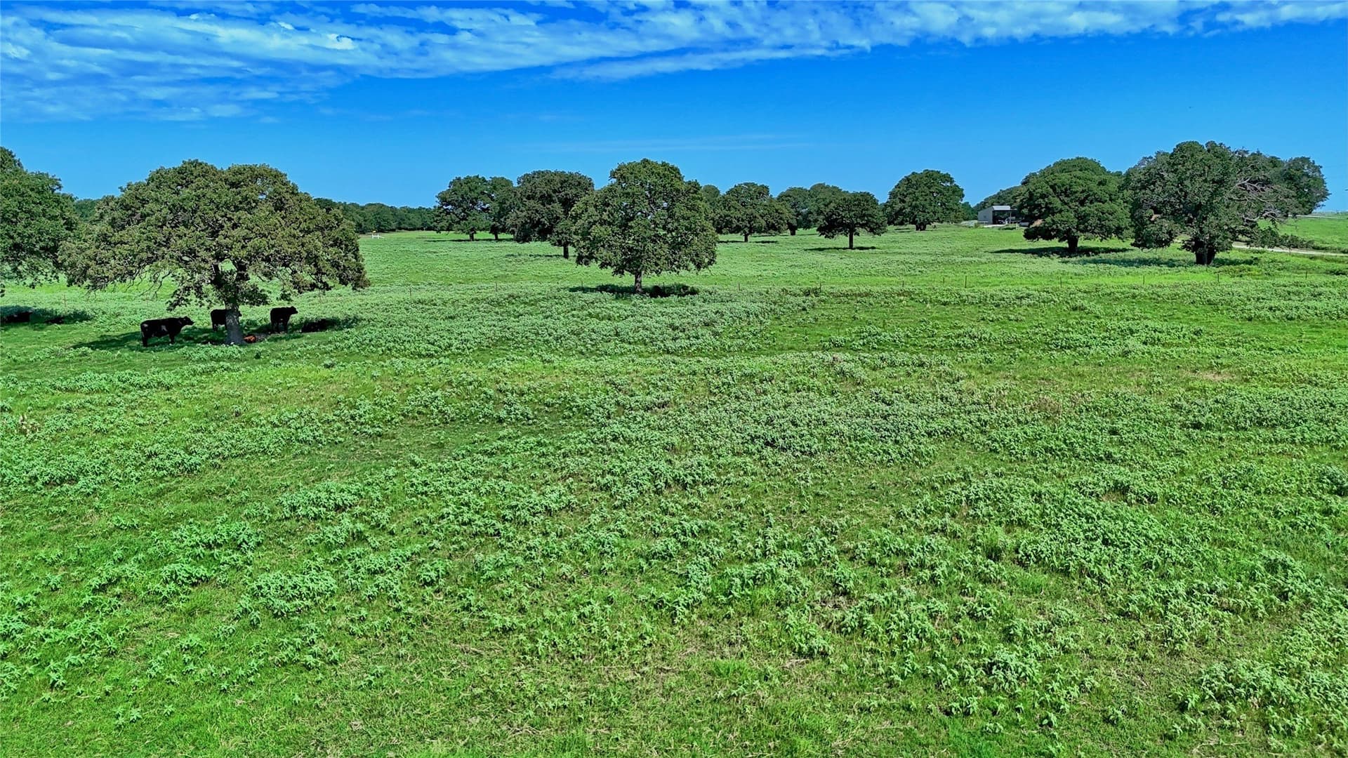 116 acres in Montague County - photo 6