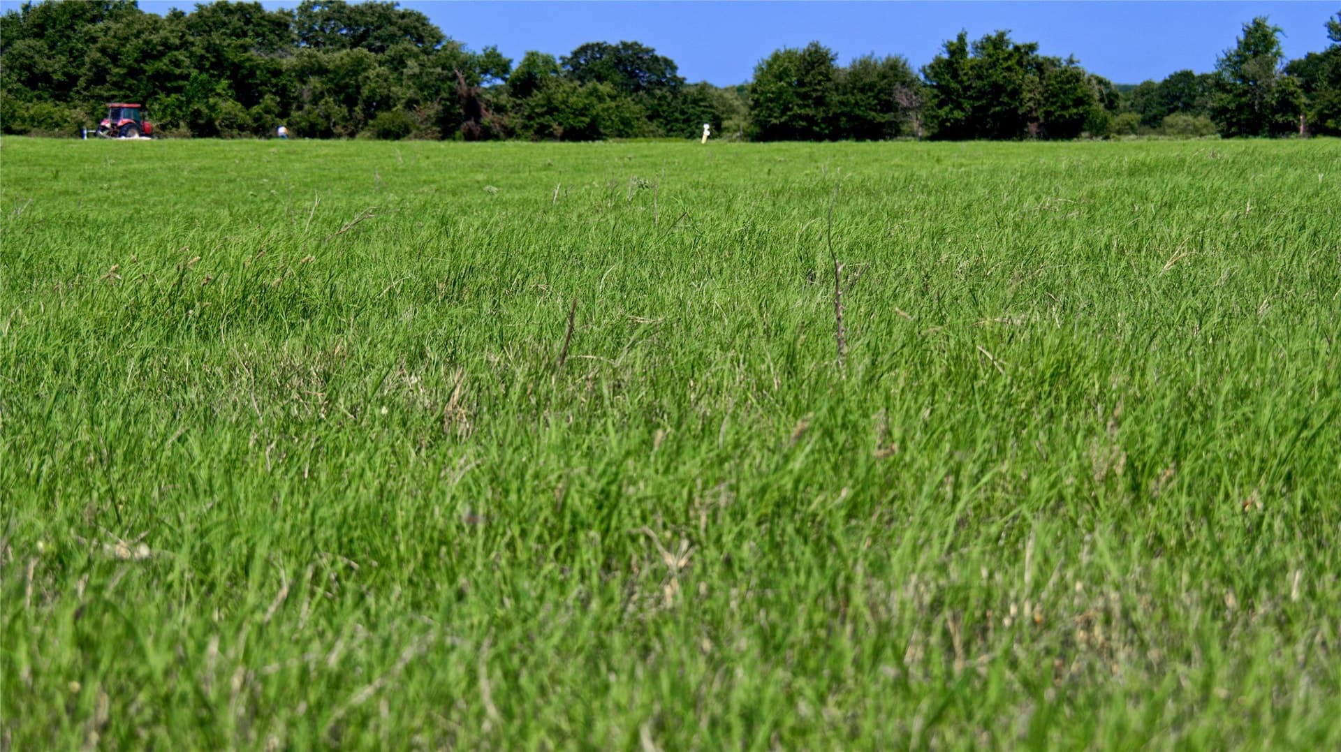 116 acres in Montague County gallery image 3