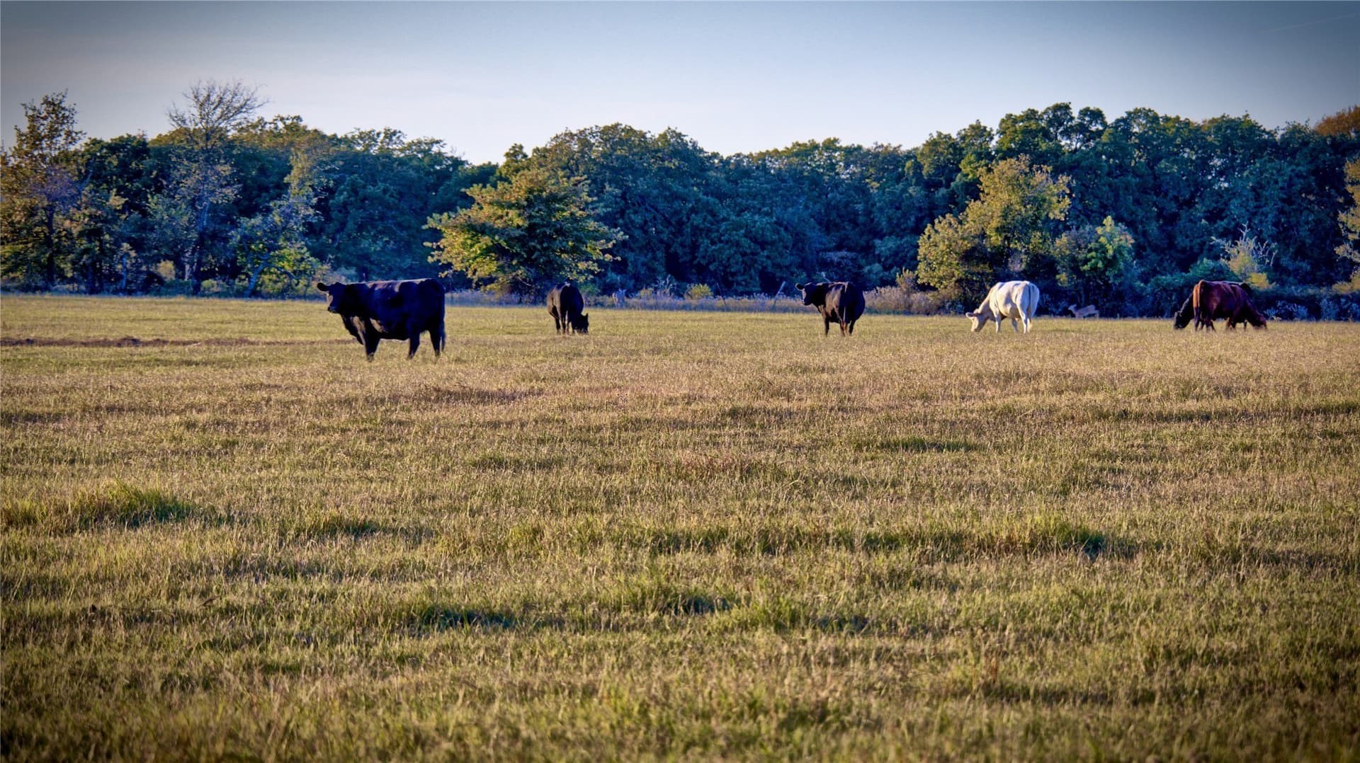 116 acres in Montague County - photo 37