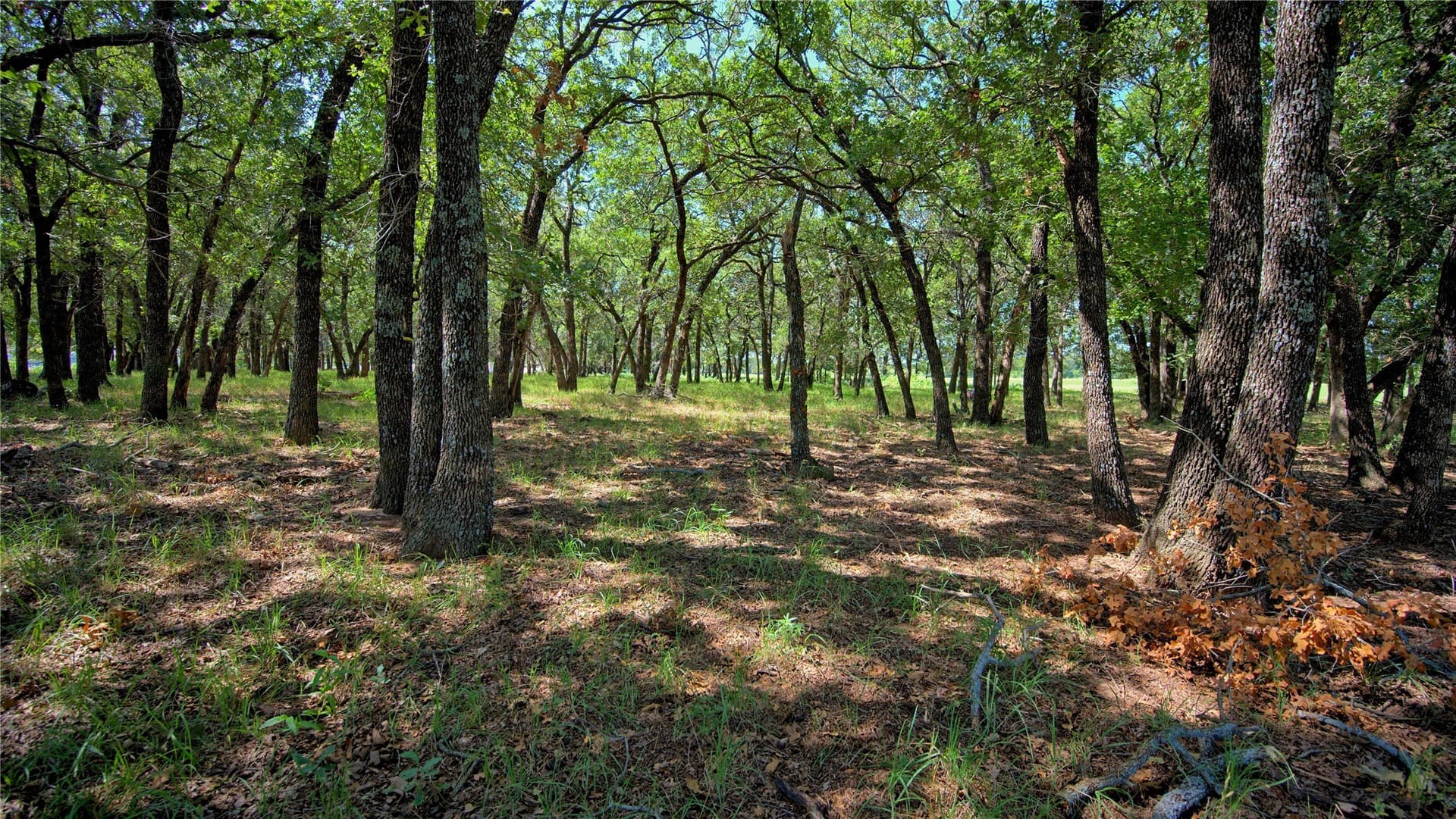 116 acres in Montague County - photo 10