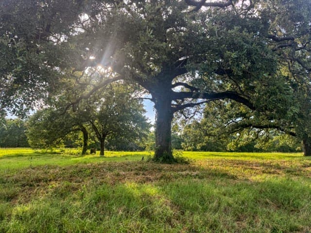 40 acres in Smith County - photo 11